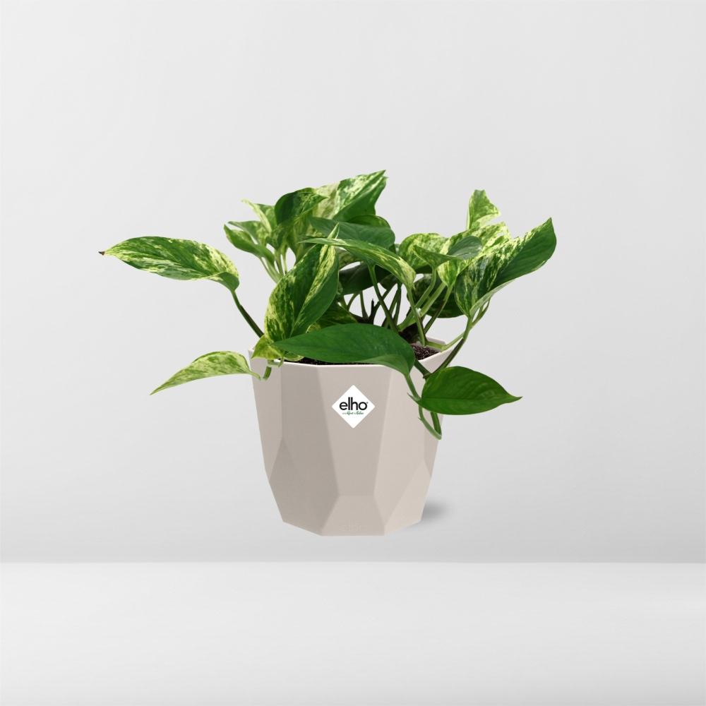 Scindapsus Marble Queen in ELHO b.for rock 14 cm warm grey - Pflanzfix24