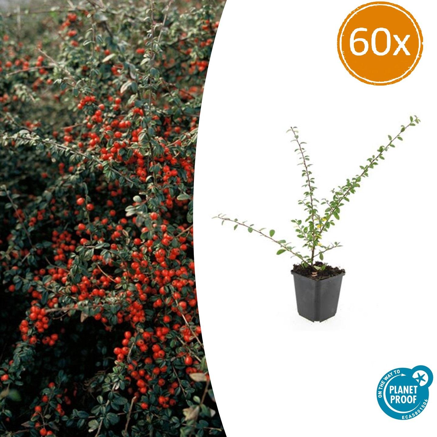 60x Cotoneaster suec. 'Coral Beauty' - ↕10-25cm - Ø9cm - Pflanzfix24.de - Pflanzfix24.de
