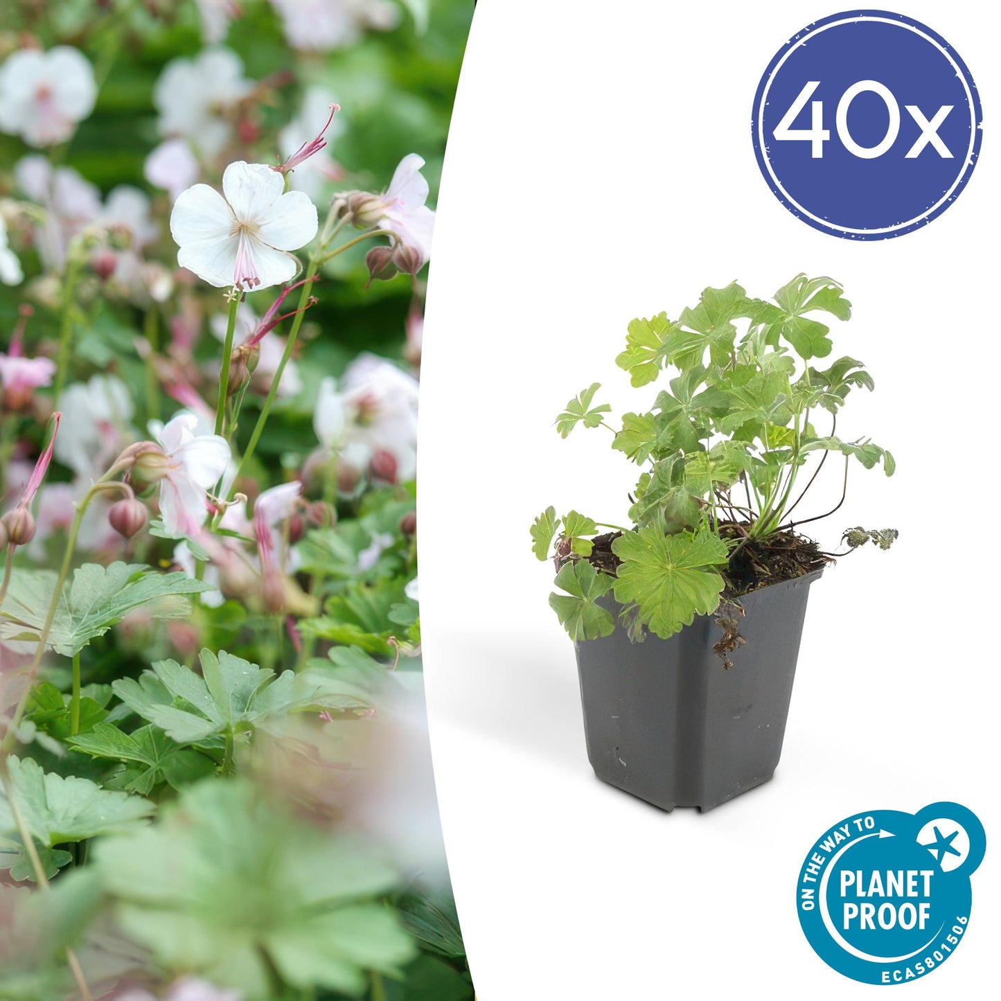 40x Geranium cant. 'Biokovo' - ↕10-25cm - Ø9cm - Pflanzfix24.de - Pflanzfix24.de