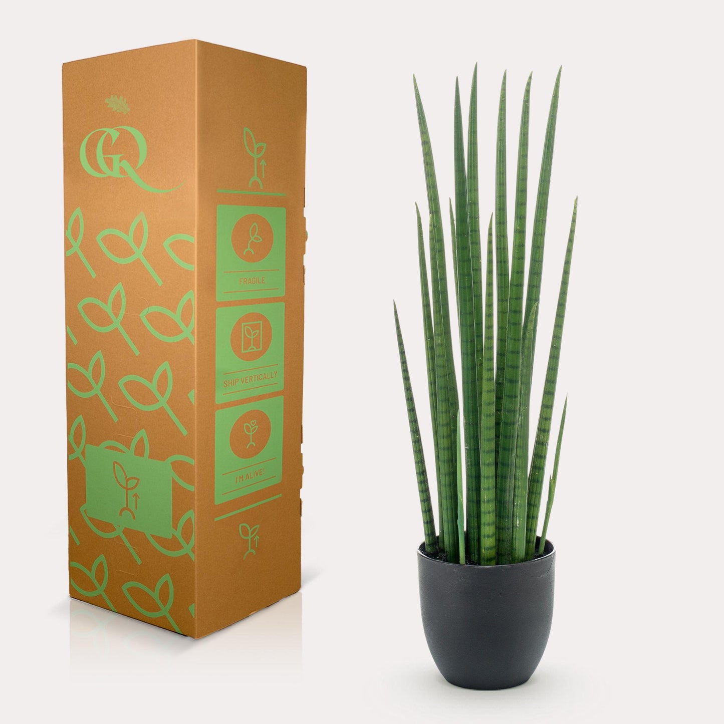 Kunst-Sansevieria Cylindrica 70 cm – Frauenzunge | Pflanzfix24.de - Pflanzfix24.de