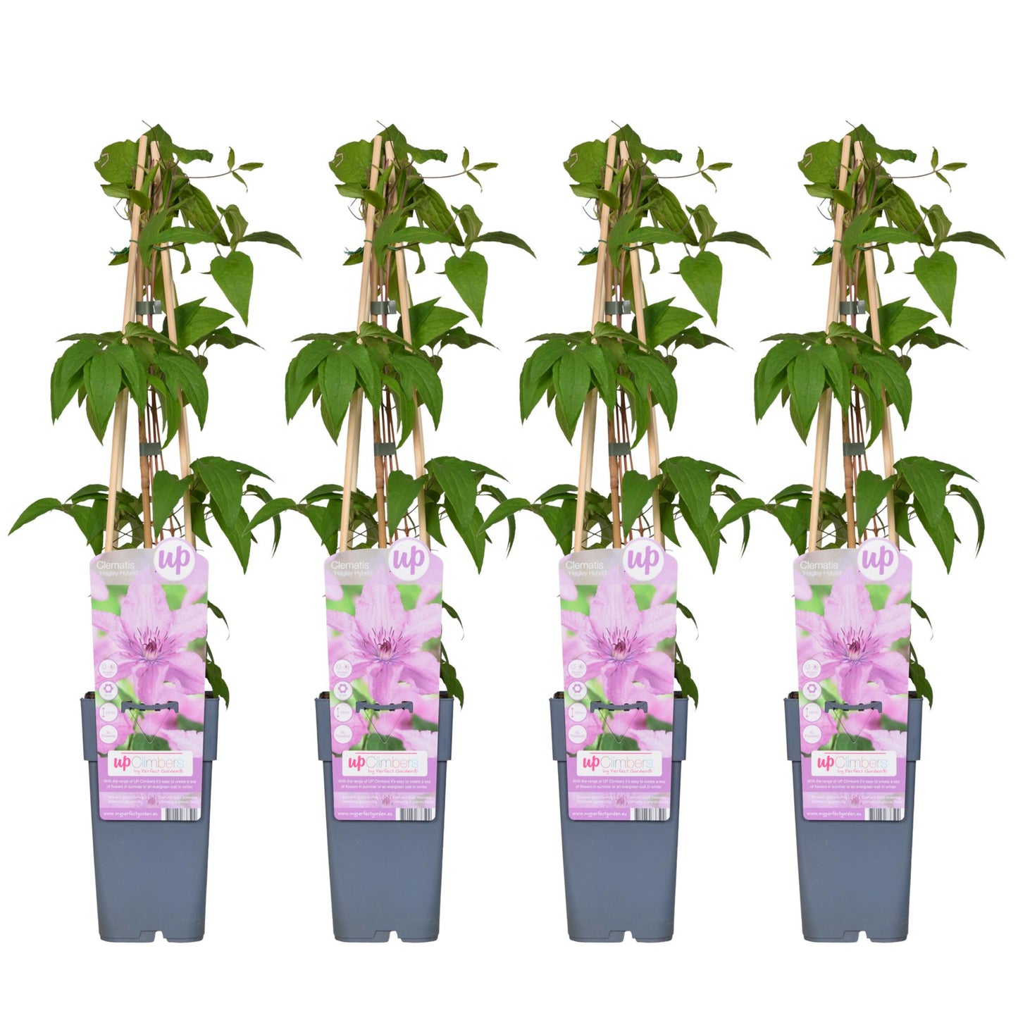 4x - Clematis Hagley Hybrid - ↨65cm - Ø15 bei Pflanzfix24