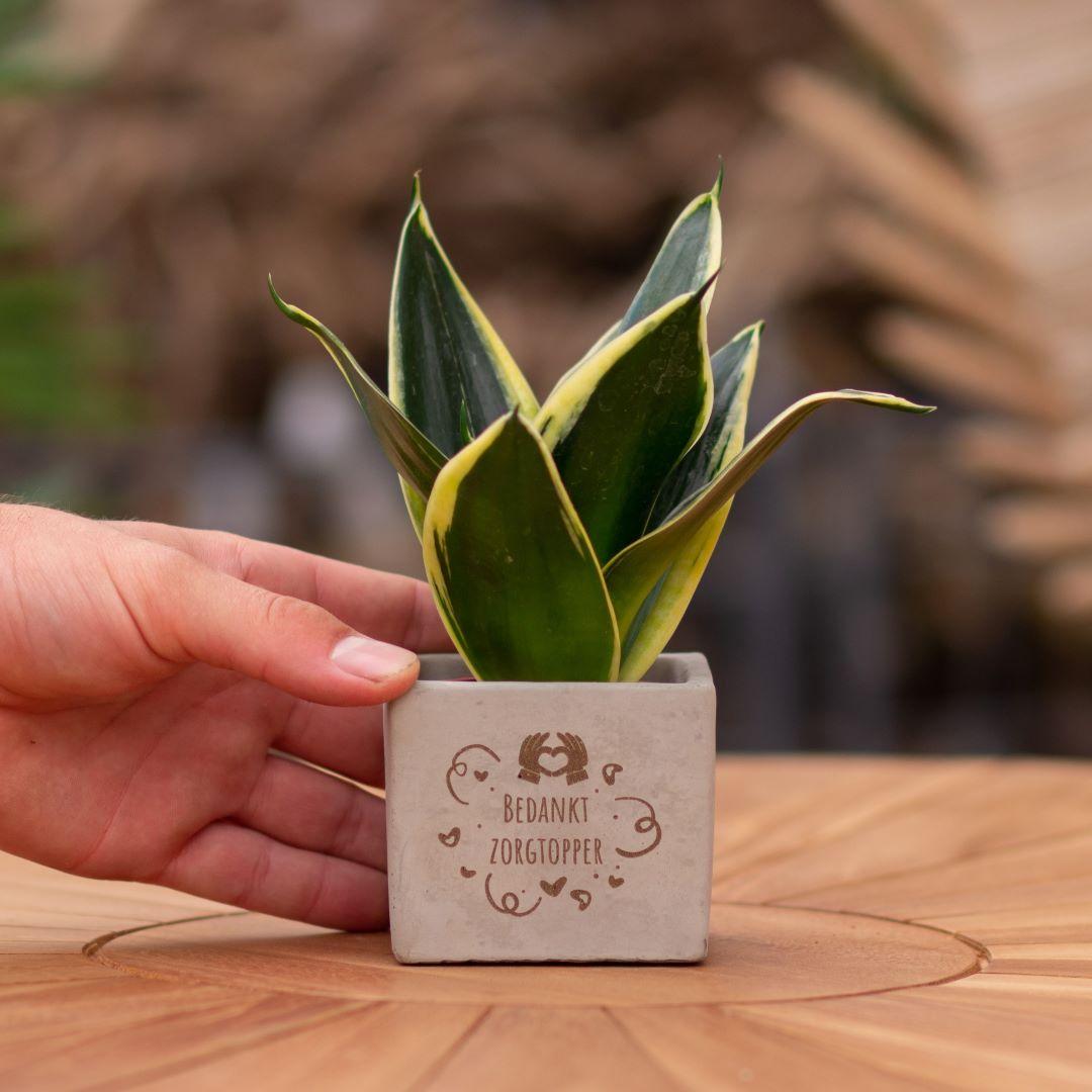Congreet plantpots + Sansevieria | Bedankt zorgtopper - Pflanzfix24.de - Pflanzfix24.de