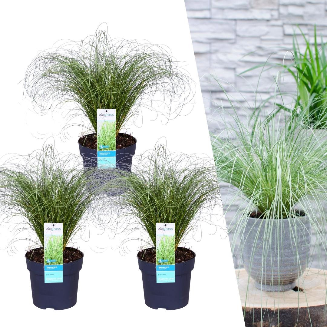 3 x Carex comans 'Frosted Curls' - Set von 3 - Ø 14 cm Topfgröße - Pflanzfix24