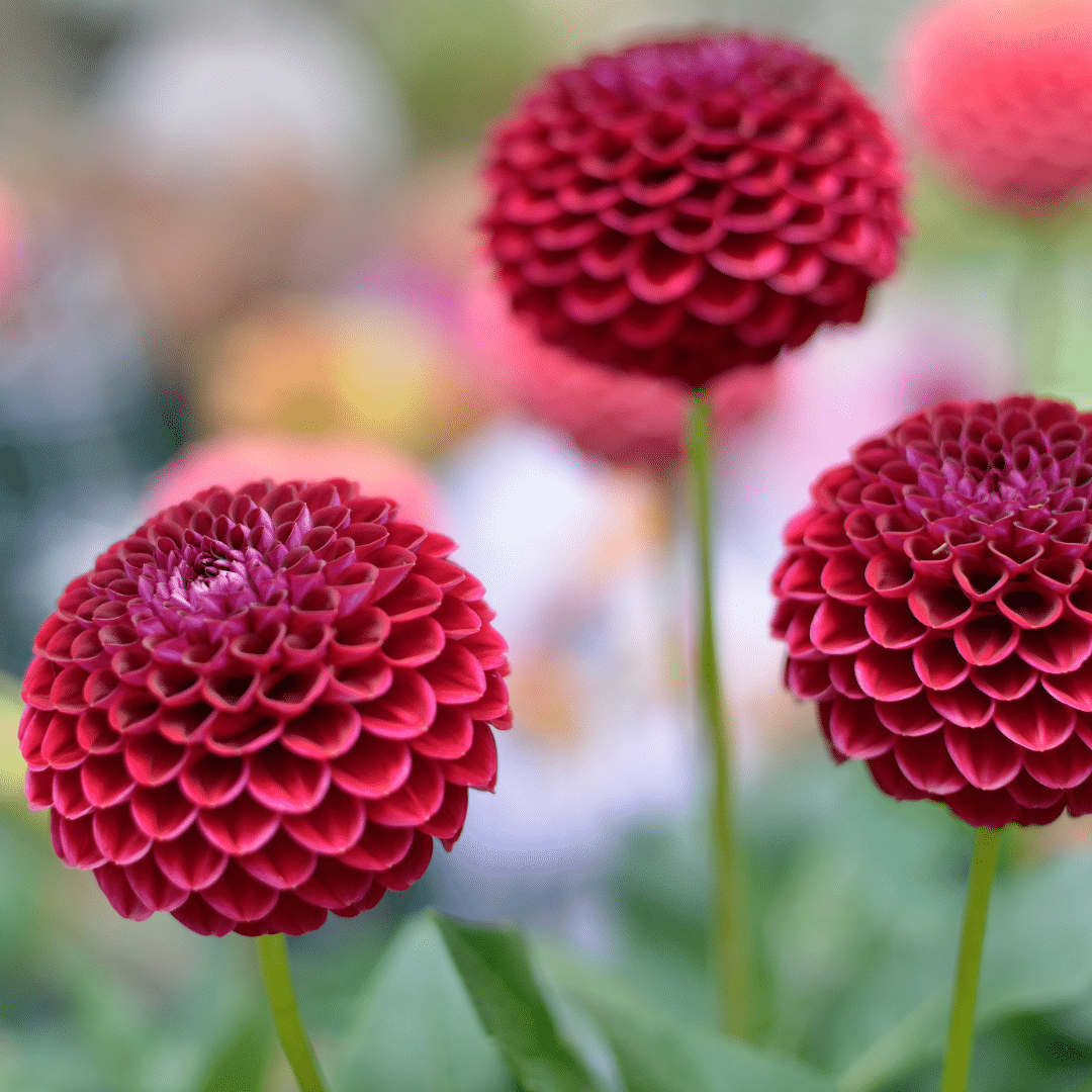 Dahlie Natal - Kugelrunde Blumen von Pflanzfix24.de - Pflanzfix24.de