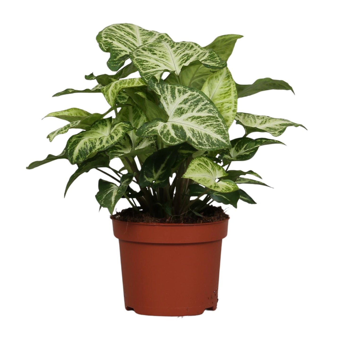 Syngonium Arrow - Ø12cm - ↕25cm bei Pflanzfix24