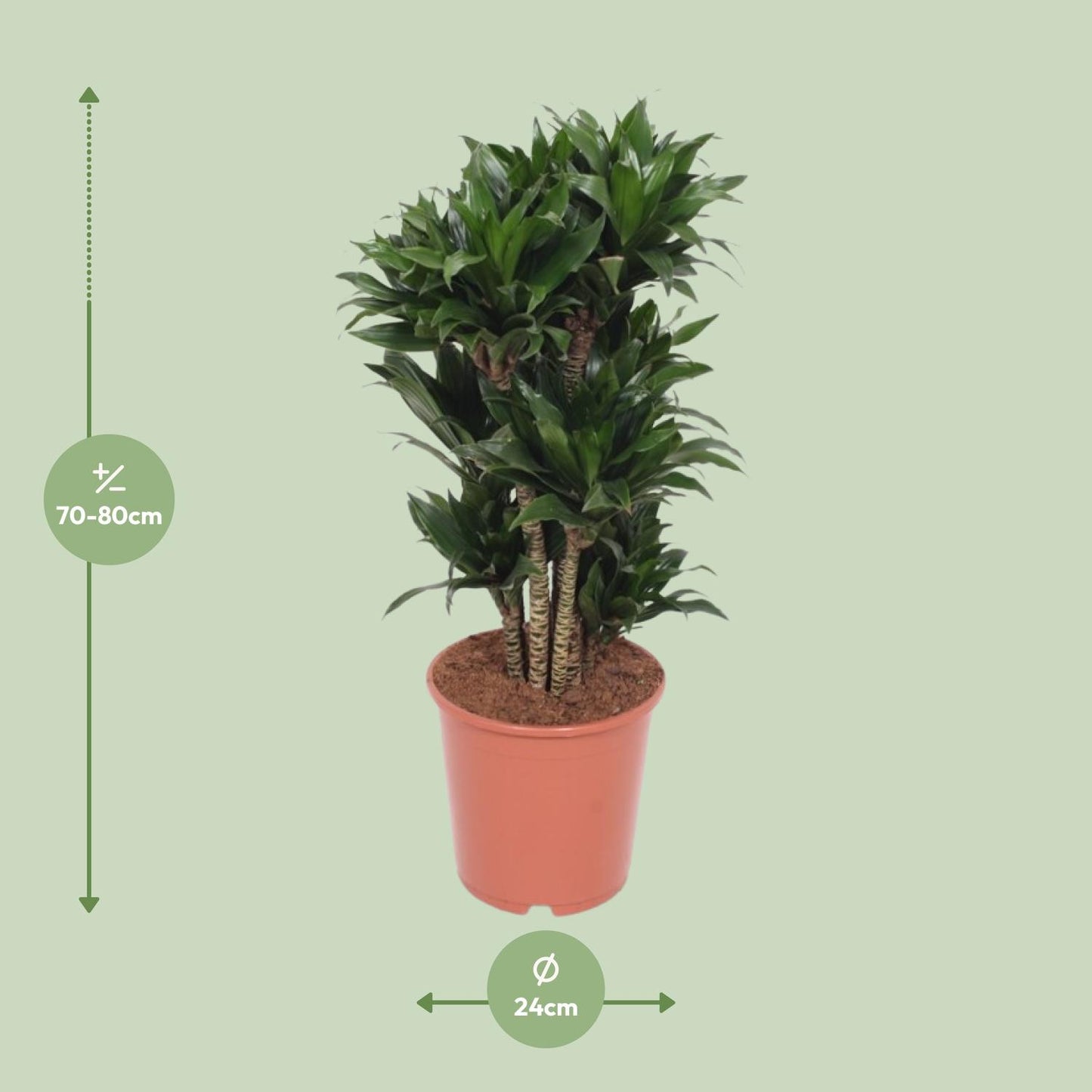 Dracaena Compacta - Ø24cm - ↕80cm - Pflanzfix24.de - Pflanzfix24.de