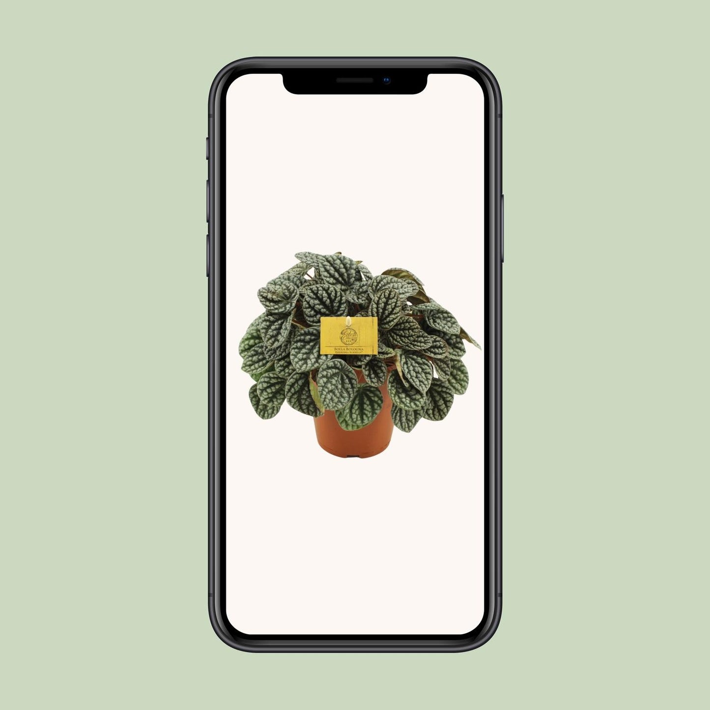 Peperomia Burbella - Ø15cm - ↕25cm - Pflanzfix24