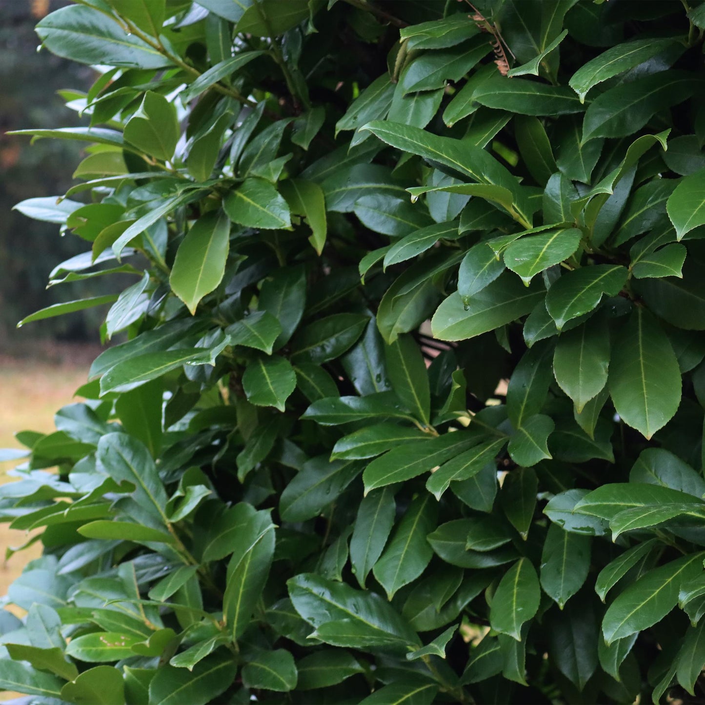 Pflanzfix24 - Prunus laurocerasus Caucasica - Heckenpflanzen - 8 Pflanzen - 1 laufenden Meter