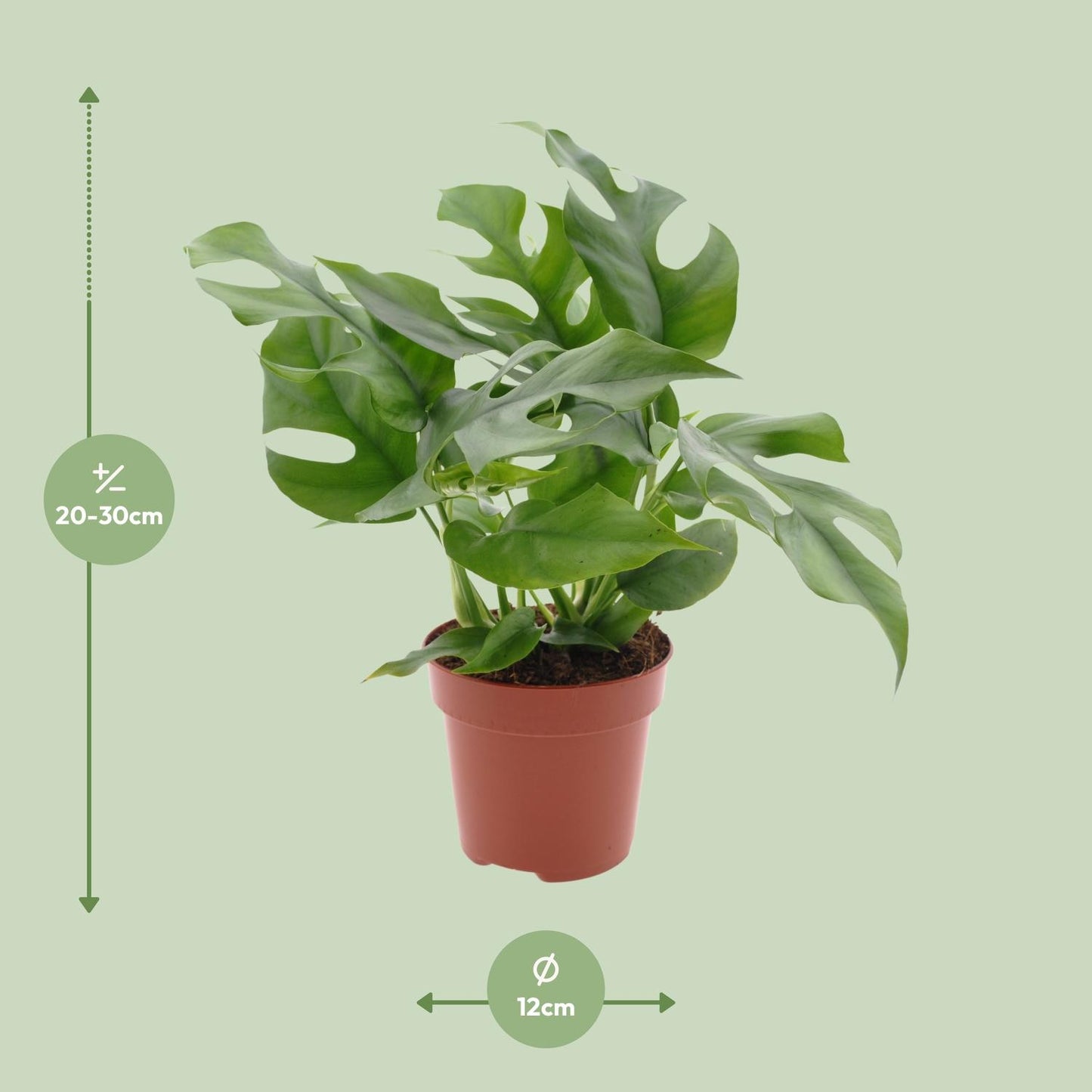 Monstera Minima Ø12cm – Schweizer Käse Pflanze | Pflanzfix24