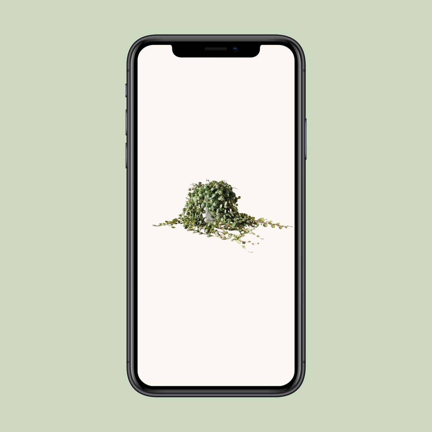 Peperomia Prostrata - Ø11cm - ↕15cm - Pflanzfix24