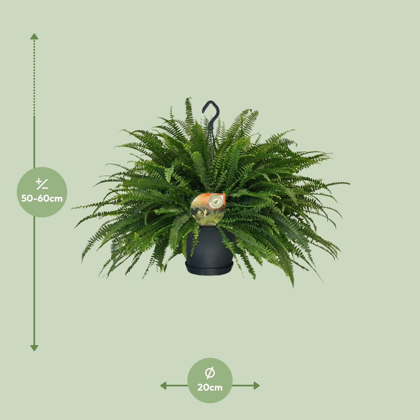 Nephrolepis „Grüne Dame“ Boston-Farn Ø20cm | Pflanzfix24.de - Pflanzfix24.de