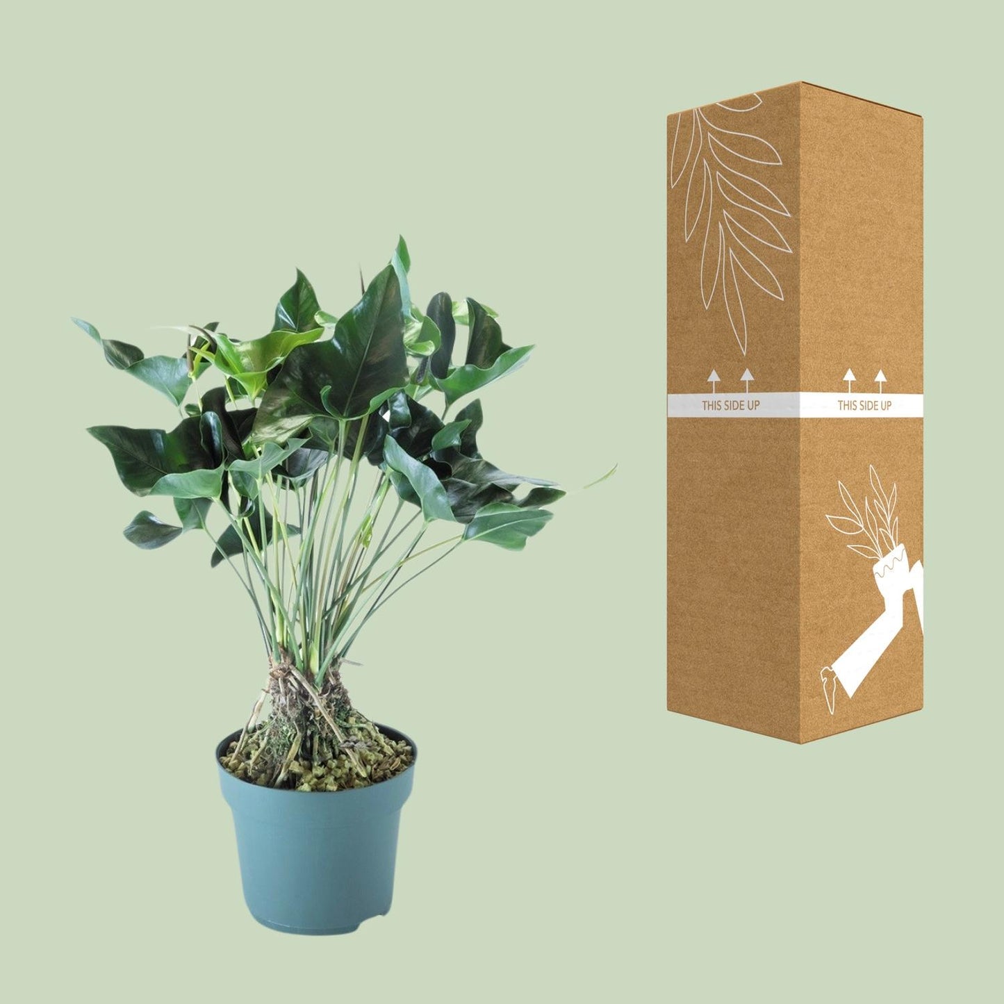 Anthurium Arrow - Ø30cm - ↕80cm - Pflanzfix24