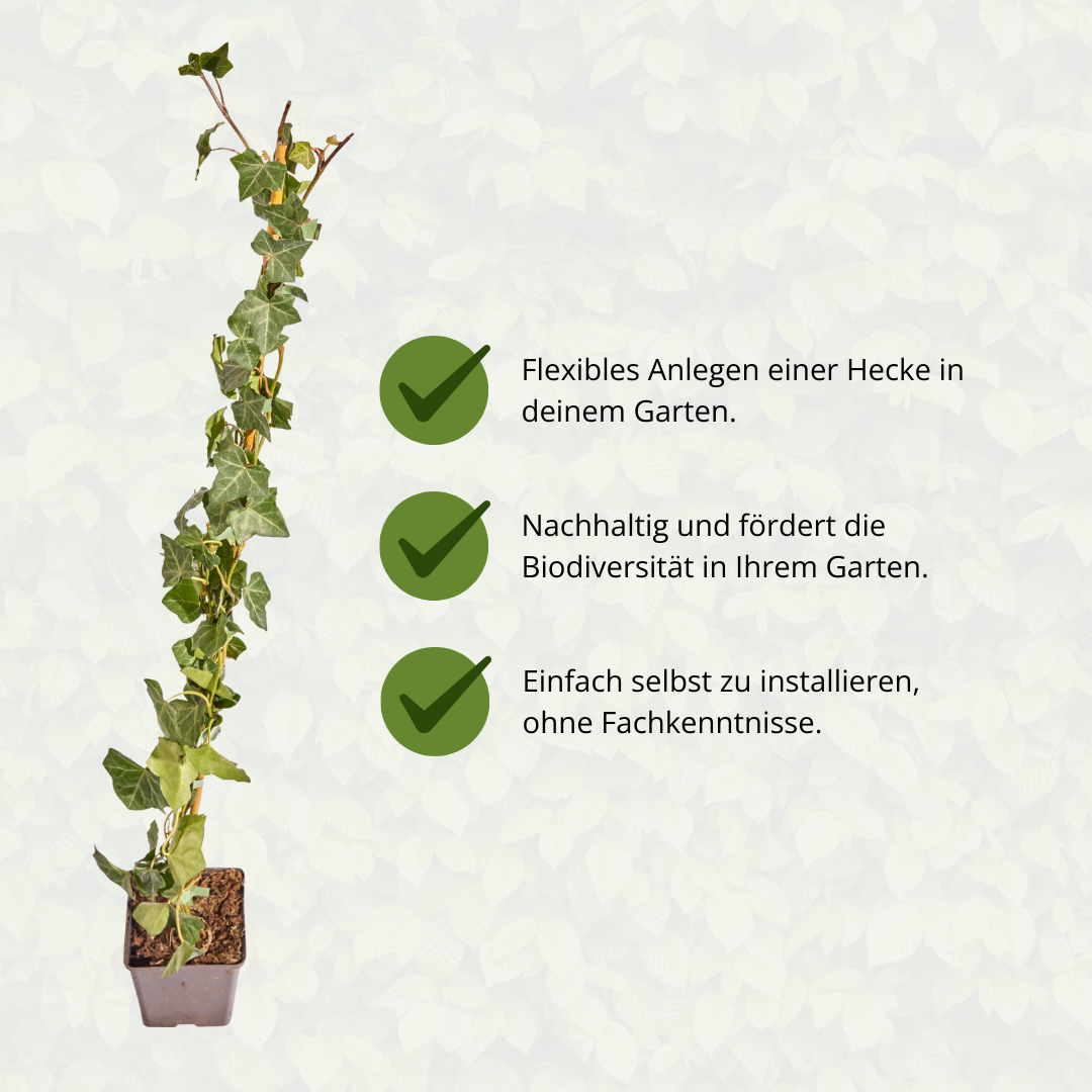 Hedera Hibernica - Efeu - gestäbt - ↨80 - 100 cm - Pflanzfix24.de - Pflanzfix24.de