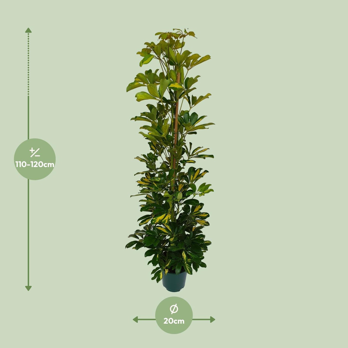 Schefflera Arboricola Gerda - Ø20cm - ↕90cm - Pflanzfix24