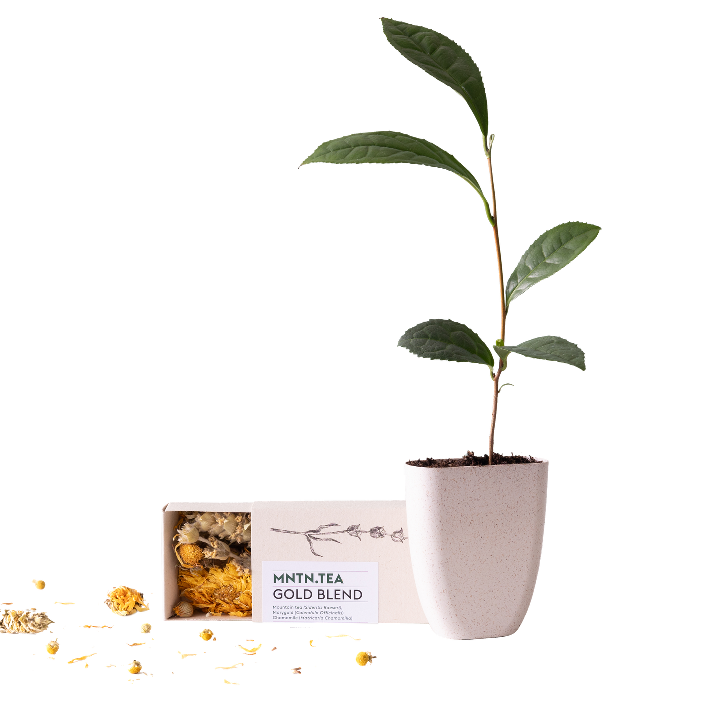 Teepause - Gold Blend Tee und Teebaumschnitt - Pflanzfix24