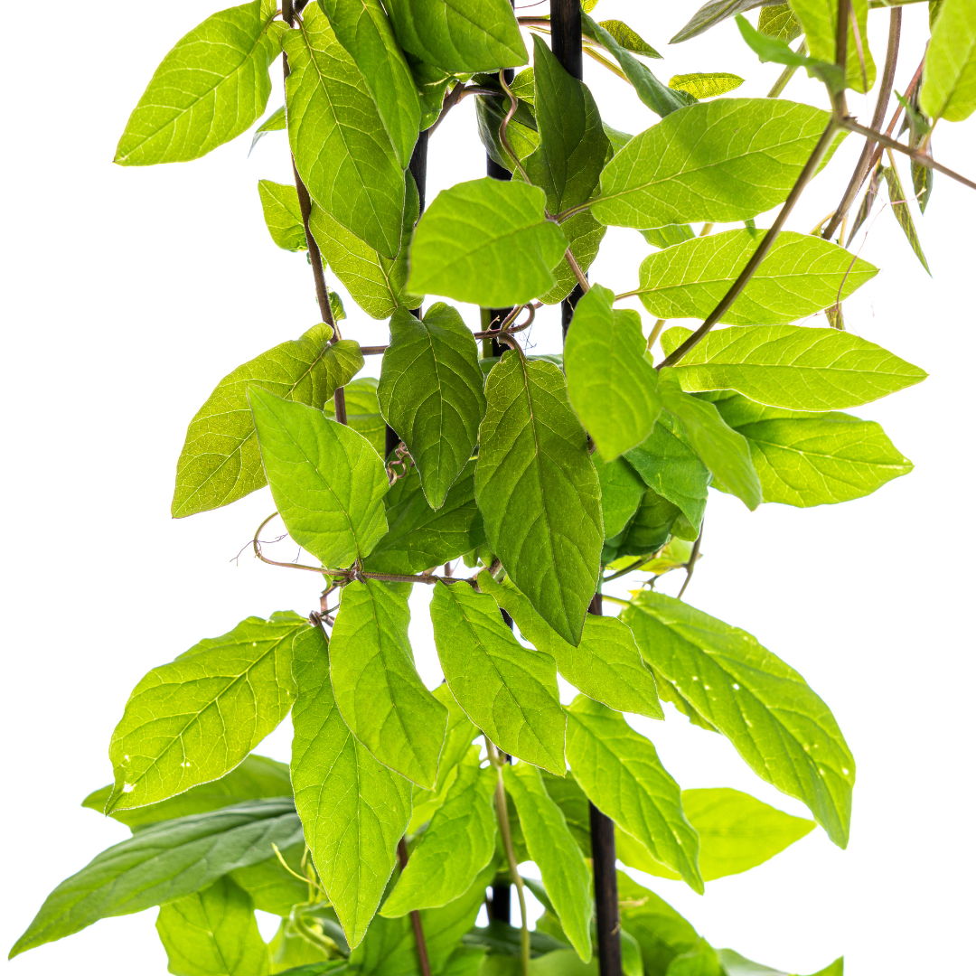 4x Cobea scandens Violet Blue Ø13 cm - ↕60 cm von Pflanzfix24