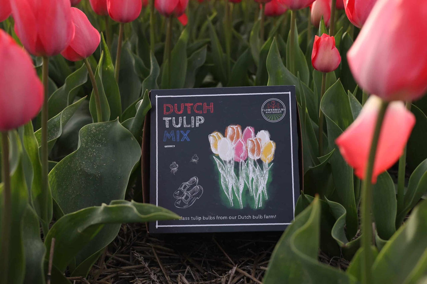 Flowerbulbs Amsterdam - Dutch Tulip Mix - Luxusbox mittel, 40 Blumenzwiebeln für 1 m² Blumenpracht - Größe 12+ - Pflanzfix24