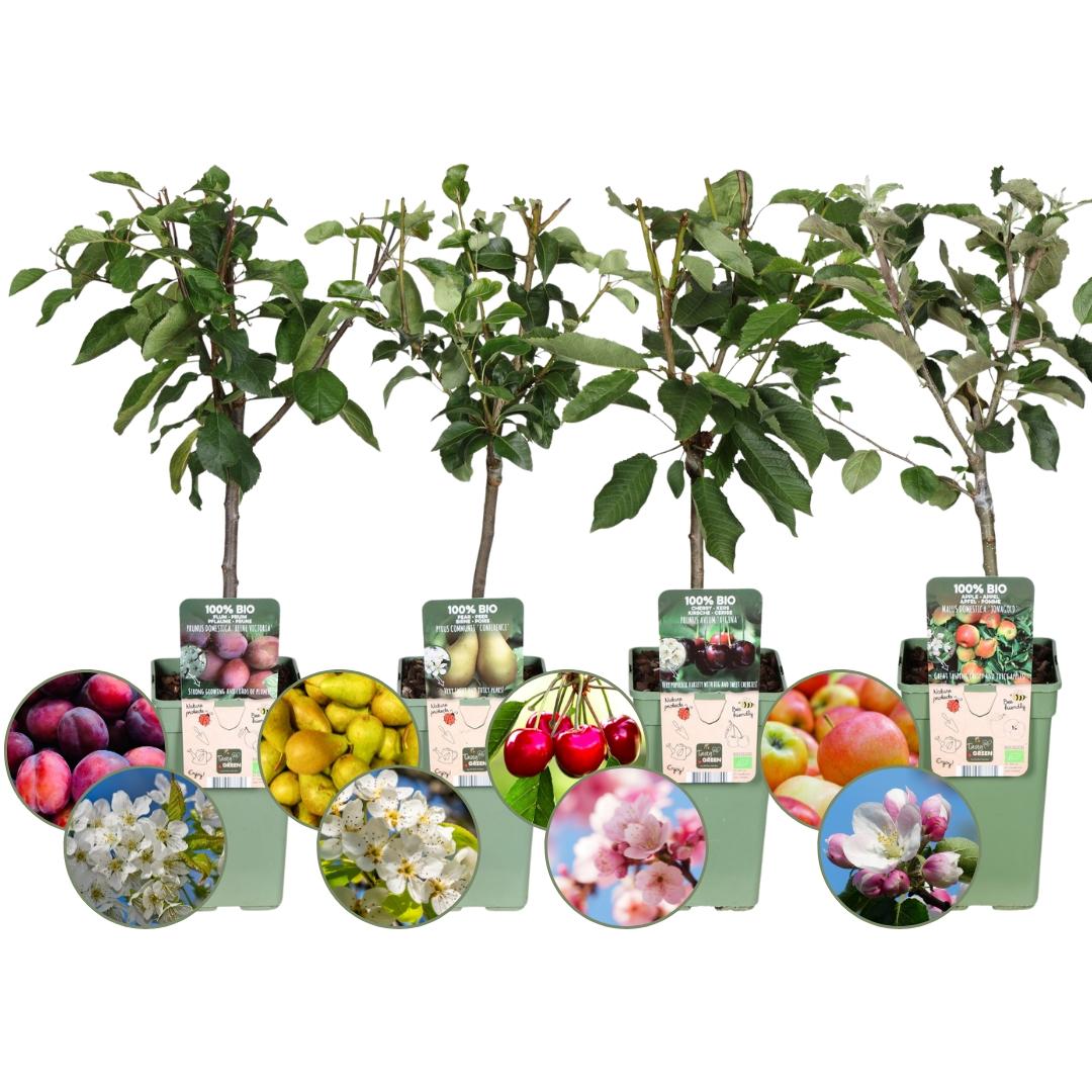 Biologisches Obstbaumset - Apfel, Birne, Kirsche, Pflaume - 4er-Set - Pflanzfix24