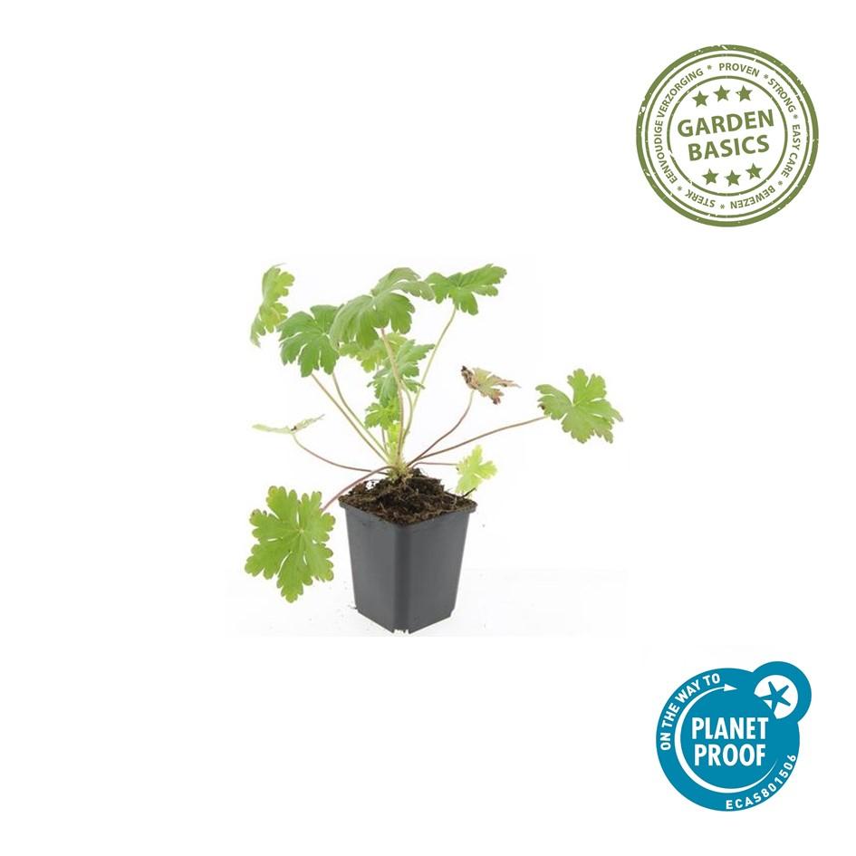 20er Pack Geranium macr. 'Ingwersen's Var.' bei Pflanzfix24.de - ↕10-25cm - Ø9cm - Pflanzfix24.de