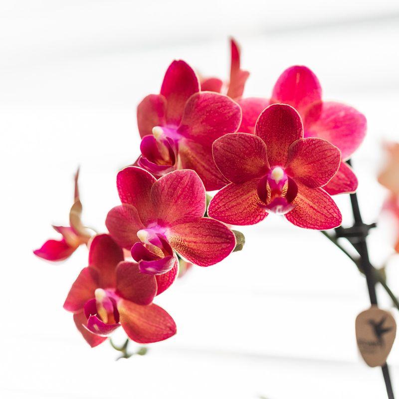 Phalaenopsis Orchidee Rosa-Lila „Congo“ im Diabolo Travertin Topf Ø9cm | Pflanzfix24