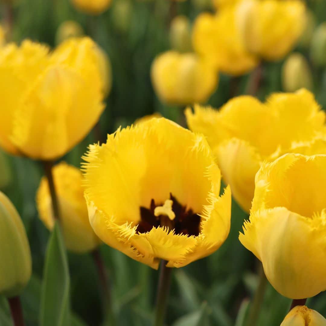 Pflanzfix24 - Gelbe Tulpen 'Yellow Splash' - 30 Blumenzwiebeln - Größe 12+
