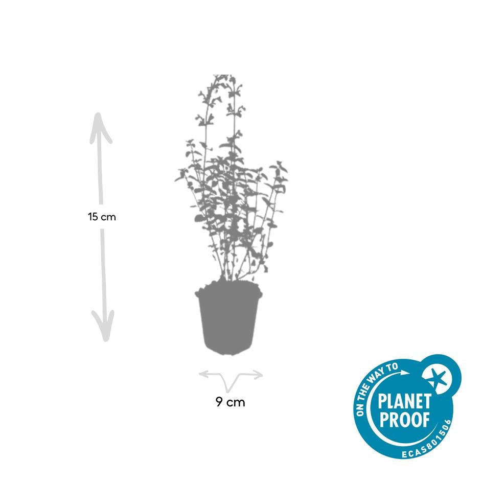 12x Nepeta 'Walker's Low' – aromatische Staude | Pflanzfix24.de - Pflanzfix24.de