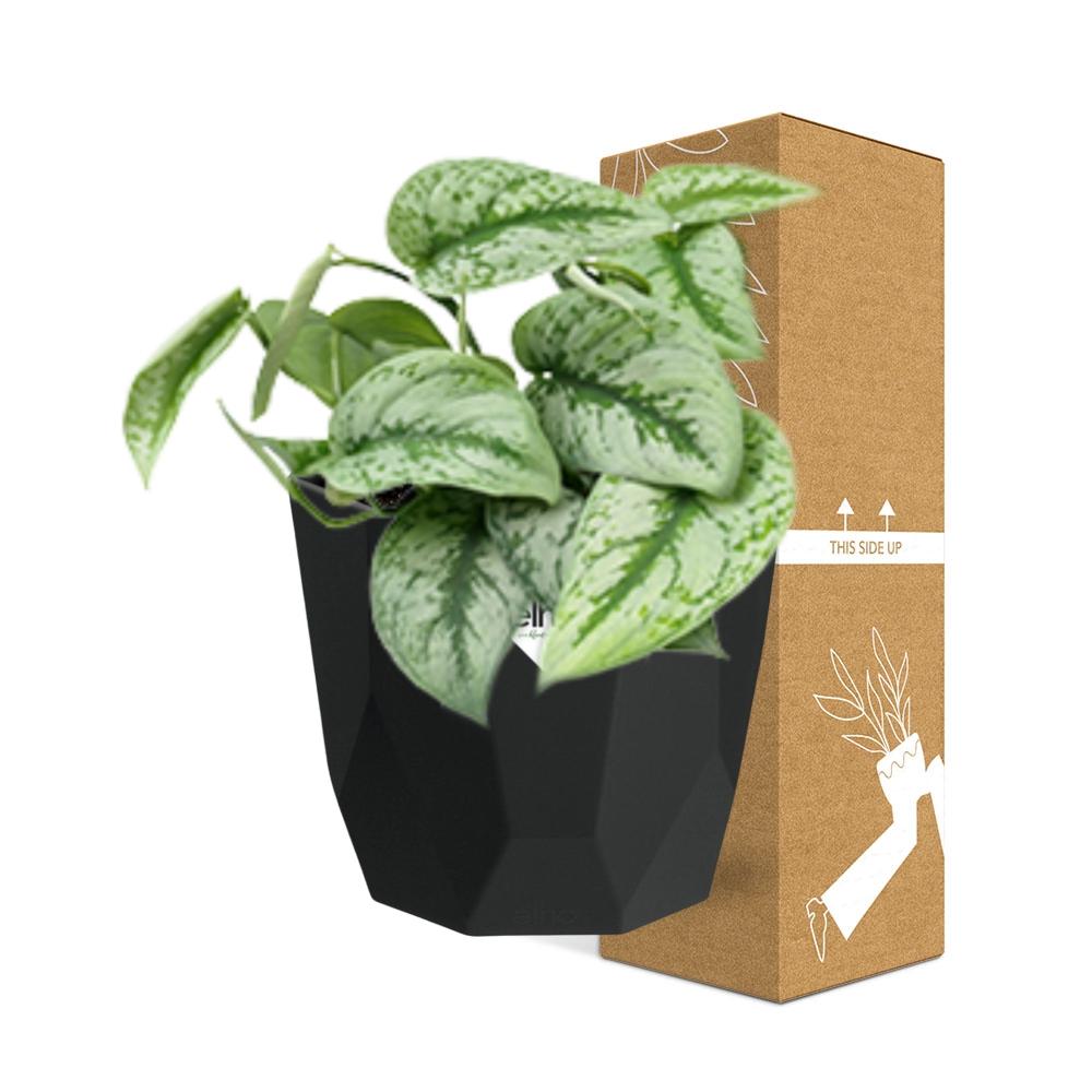 Scindapsus Pictus ‘Trebie’ 14cm - Pflanzfix24