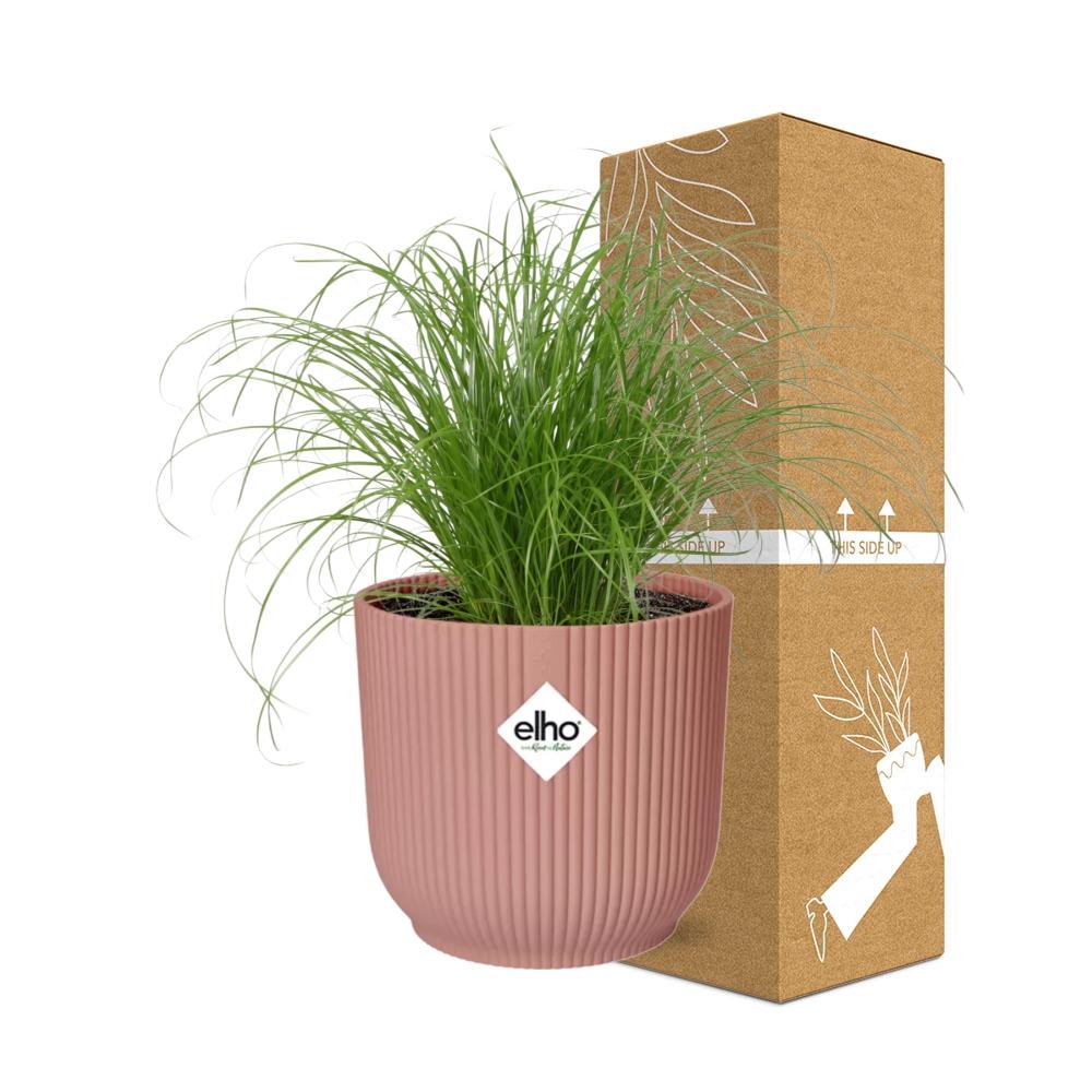 Cyperus Alternifolius Zumula in ELHO Vibes Fold 14cm roze - pflanzfix24