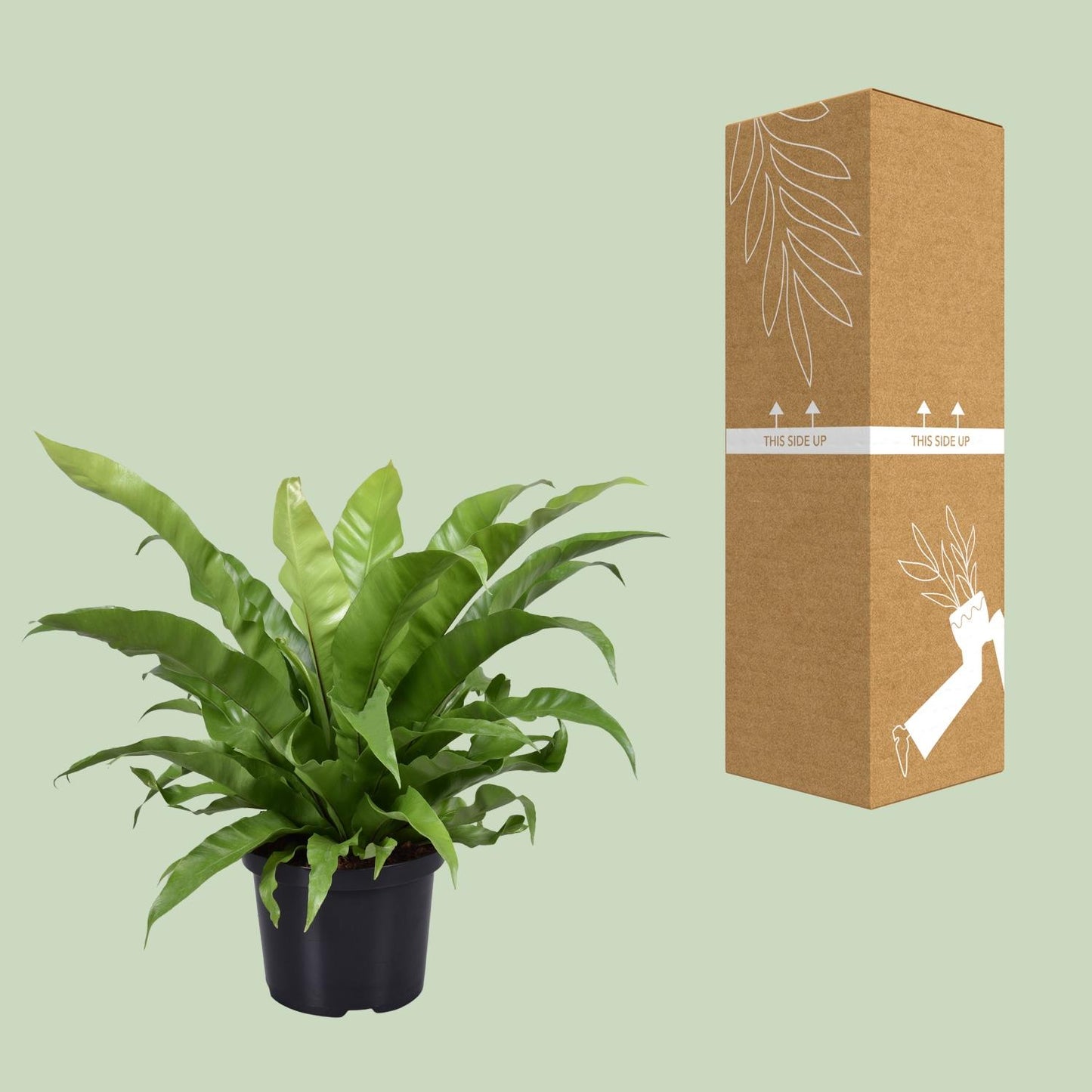 Asplenium Antiquum - Ø23cm - Pflanzfix24.de - Pflanzfix24.de