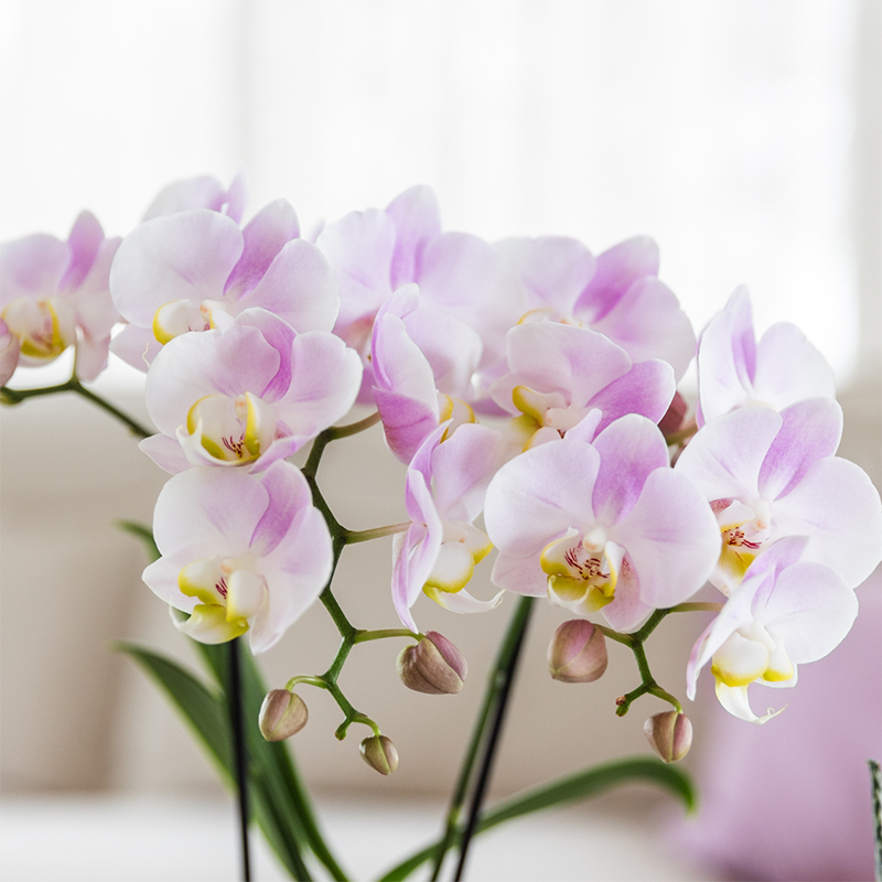 Kolibri Orchids Kombi-Angebot - Portugal - pflanzfix24