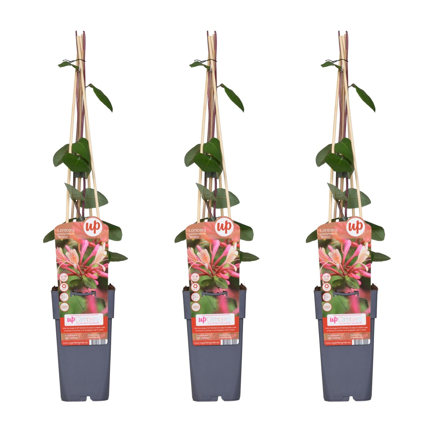 3x - Lonicera periclymenum 'Belgica' - ↨65cm - Ø15 - Pflanzfix24