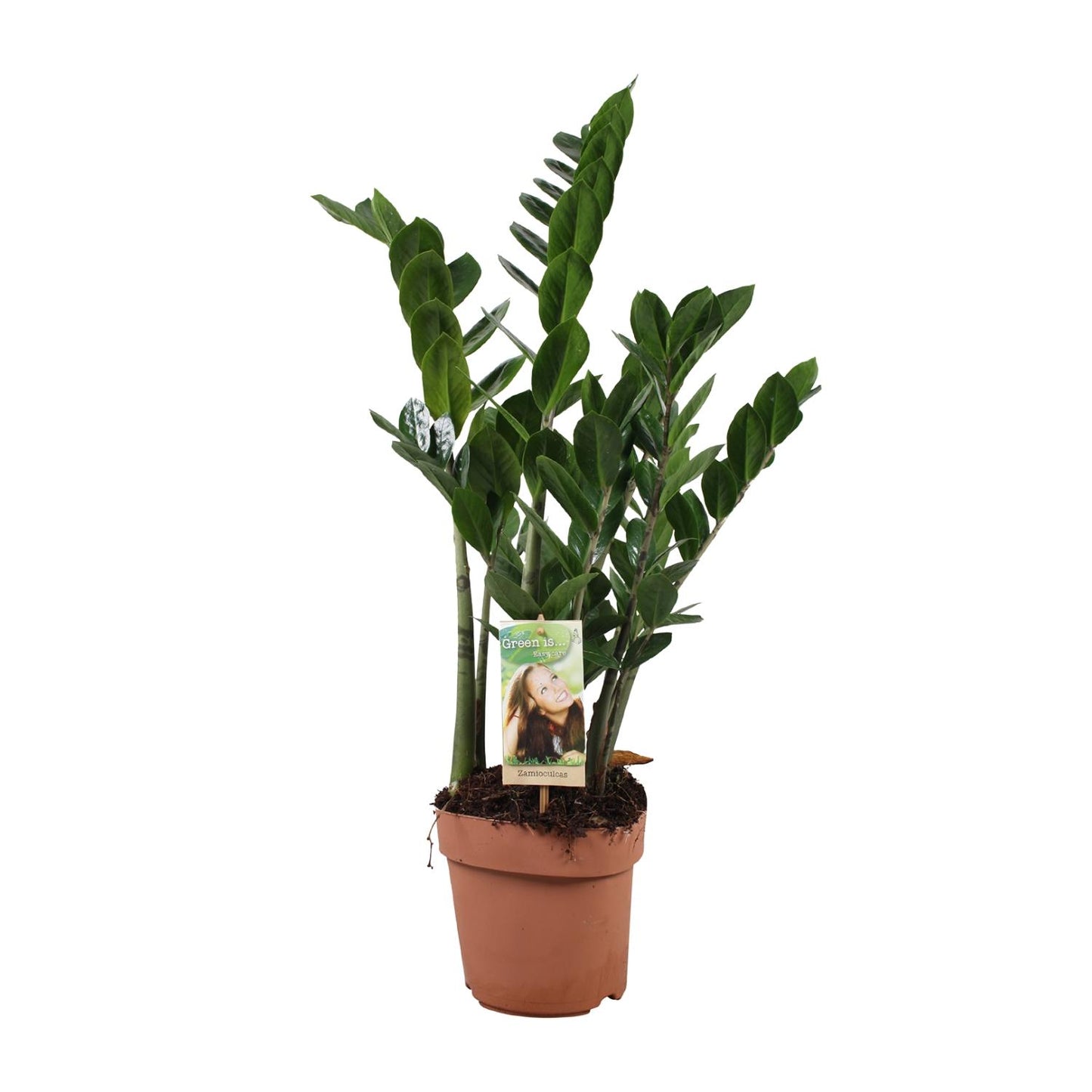 Zamioculcas Ø17cm, 70cm – Pflegeleichte ZZ-Pflanze | Pflanzfix24.de - Pflanzfix24.de