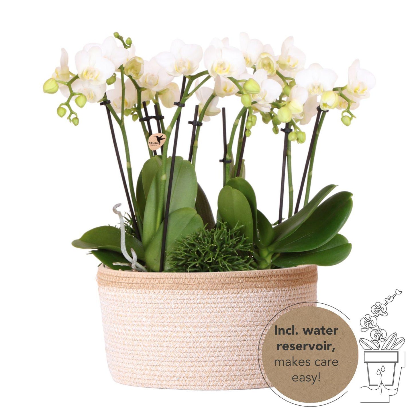 Kolibri Orchideen Amabilis Set Weiß Baumwollkorb mit Wassertank – Pflanzfix24.de - Pflanzfix24.de
