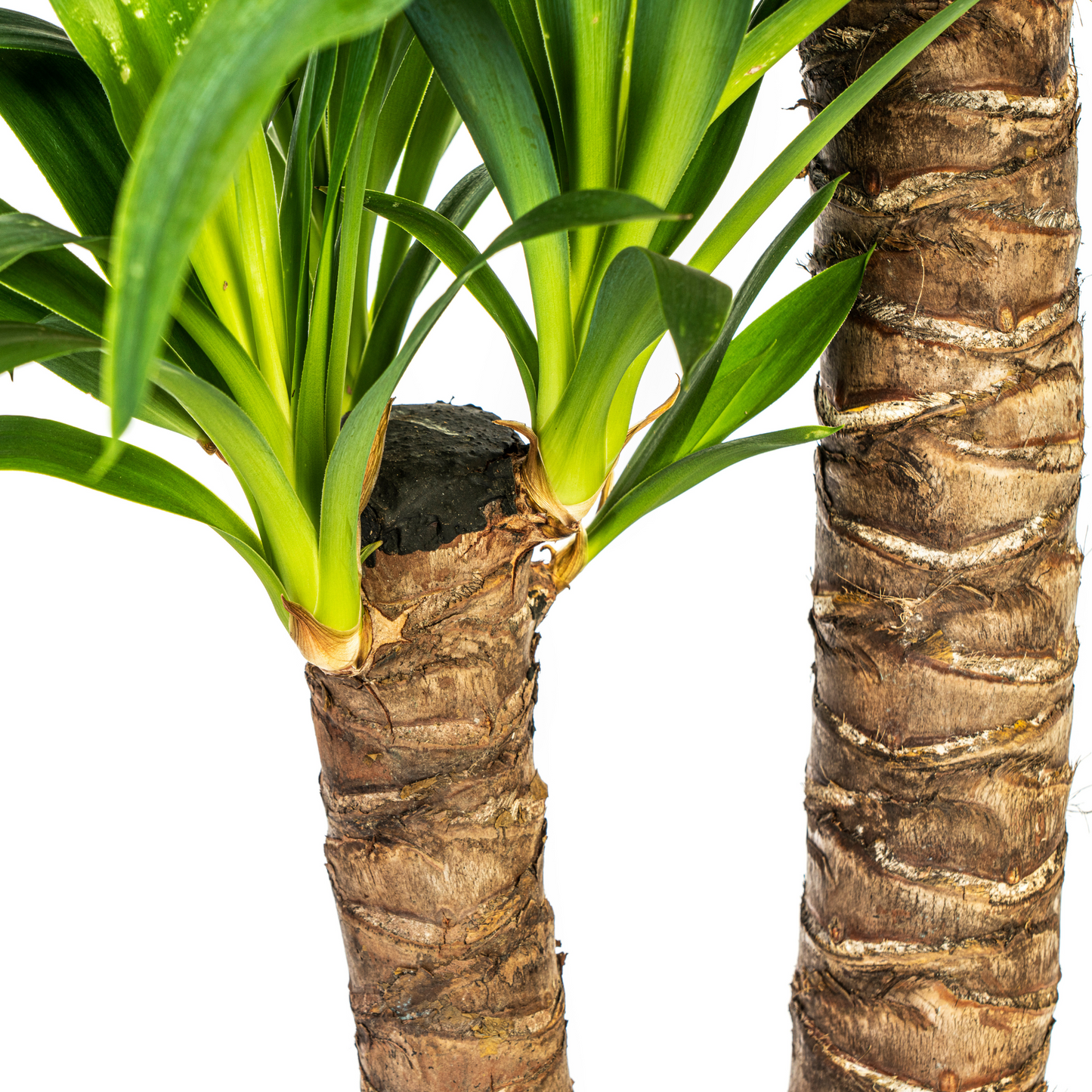 Yucca Elephantipes Ø19cm | Zimmerpflanze 70-90cm – Pflanzfix24.de - Pflanzfix24.de