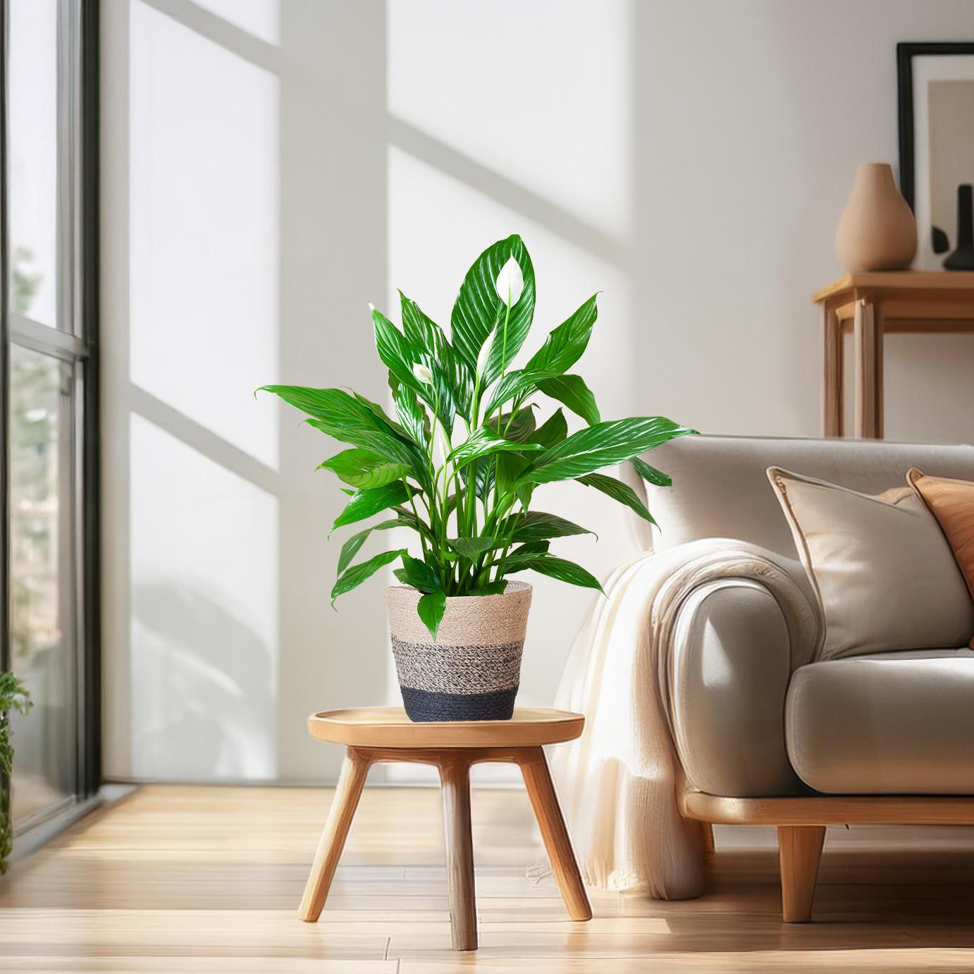 Spathiphyllum 80 cm mit Jutekorb Lissabon Schwarz – Pflanzfix24.de - Pflanzfix24.de
