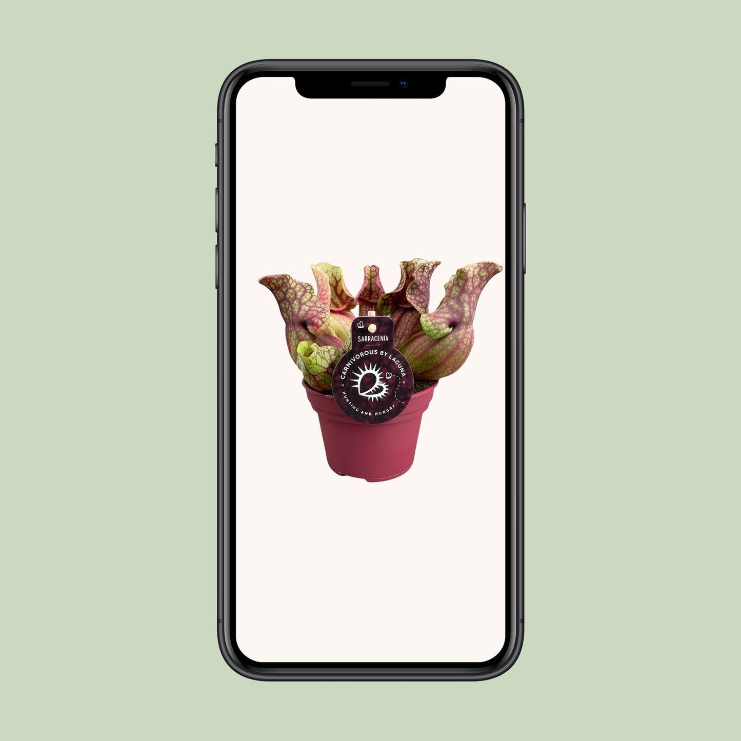 Sarracenia Venosa 12cm – Karnivore Pflanze | Pflanzfix24.de - Pflanzfix24.de