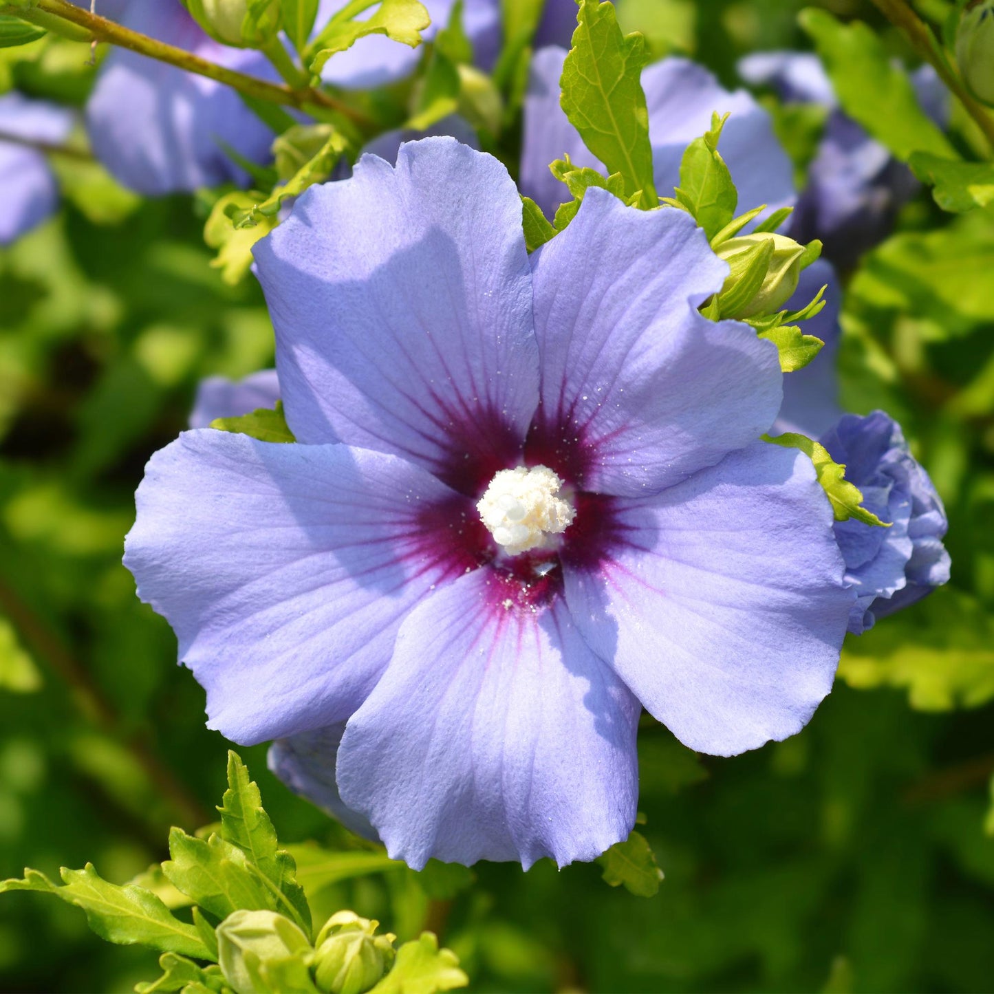 Pflanzfix24.de - Hibiscus syriacus Oiseau Blue - 1 Pflanze - Blüte Blau - Topf 17cm - Pflanzfix24.de