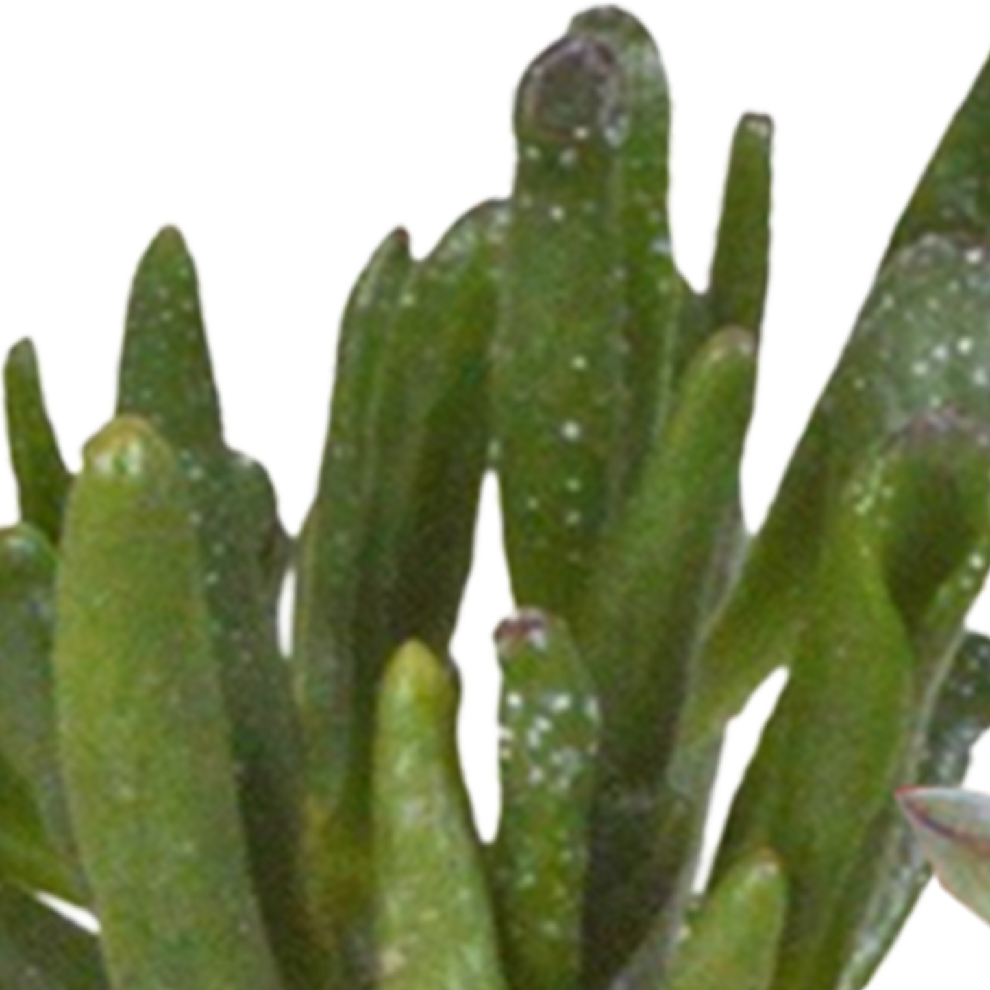 Cactus en vetplanten Mischung 5,5 cm | 15 stück - in witte pot - Pflanzfix24.de - Pflanzfix24.de