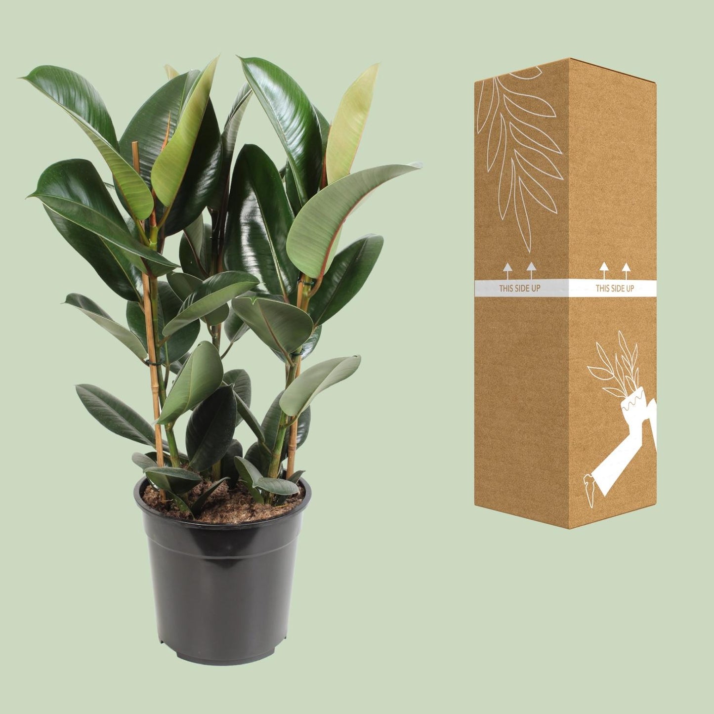 Ficus Elastica Robusta - Ø27cm - ↕85cm bei Pflanzfix24.de - Pflanzfix24.de
