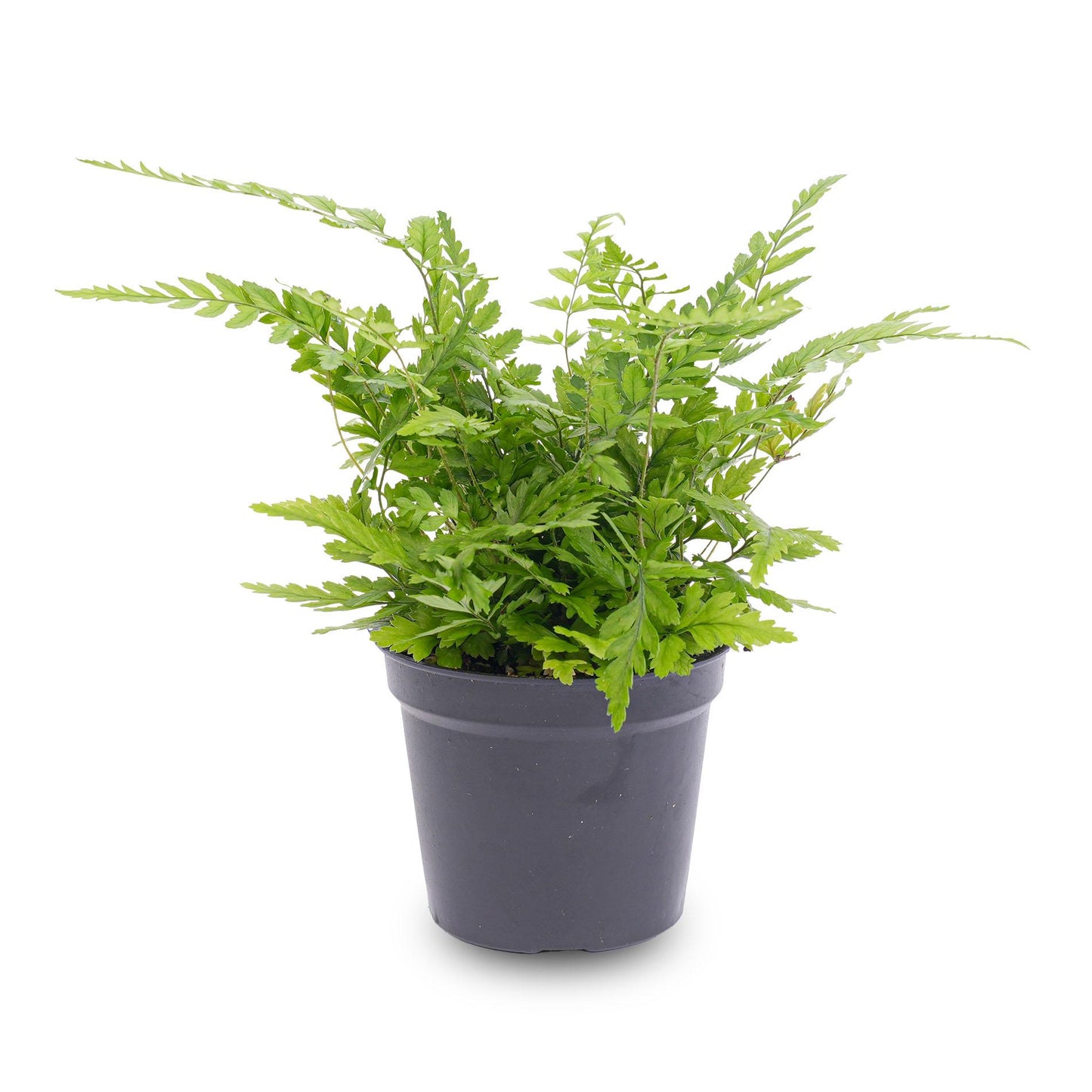 Athyrium spicatum Farn 6 cm Topf – Pflanzfix24.de - Pflanzfix24.de