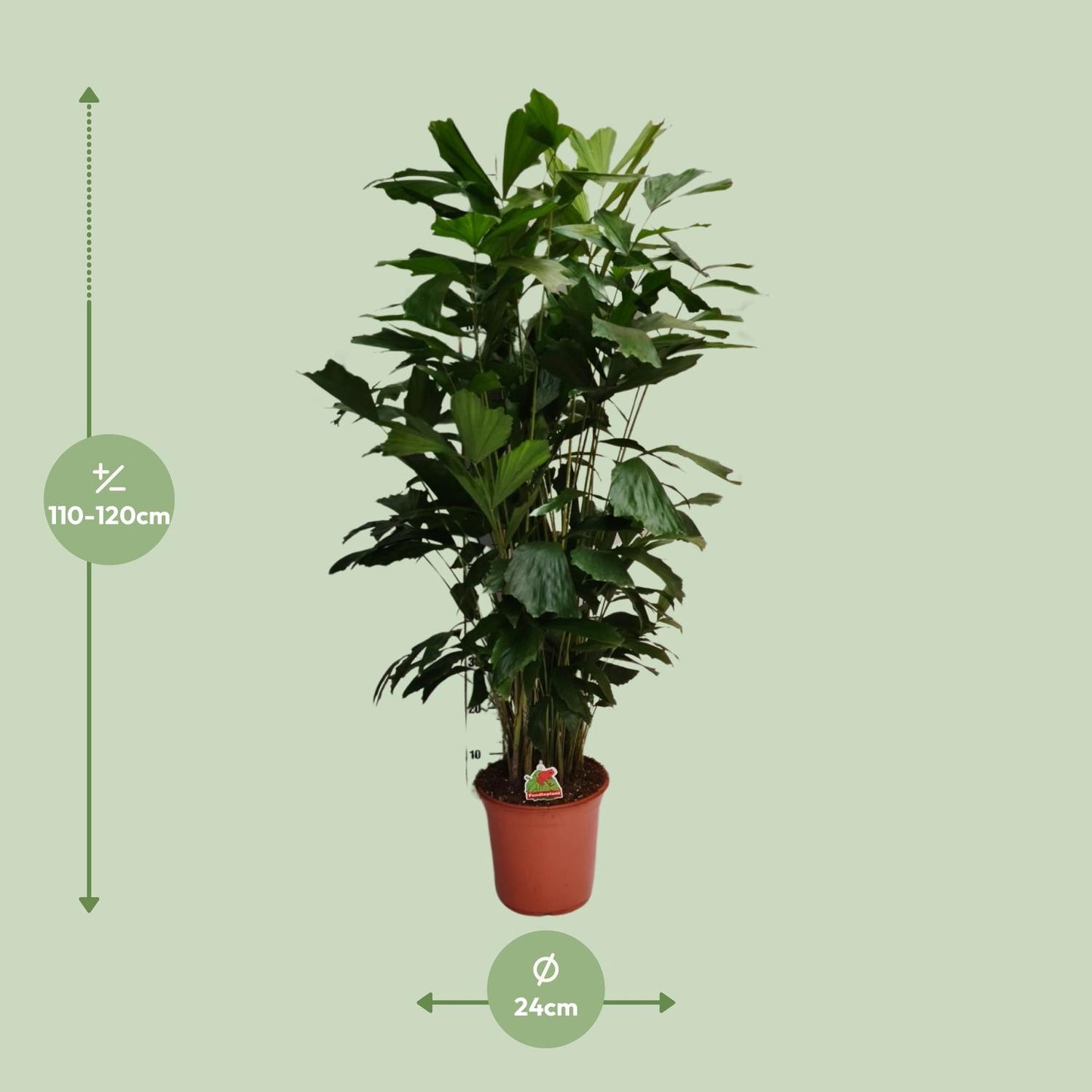 Caryota Mitis - Ø24cm - ↕120cm von Pflanzfix24