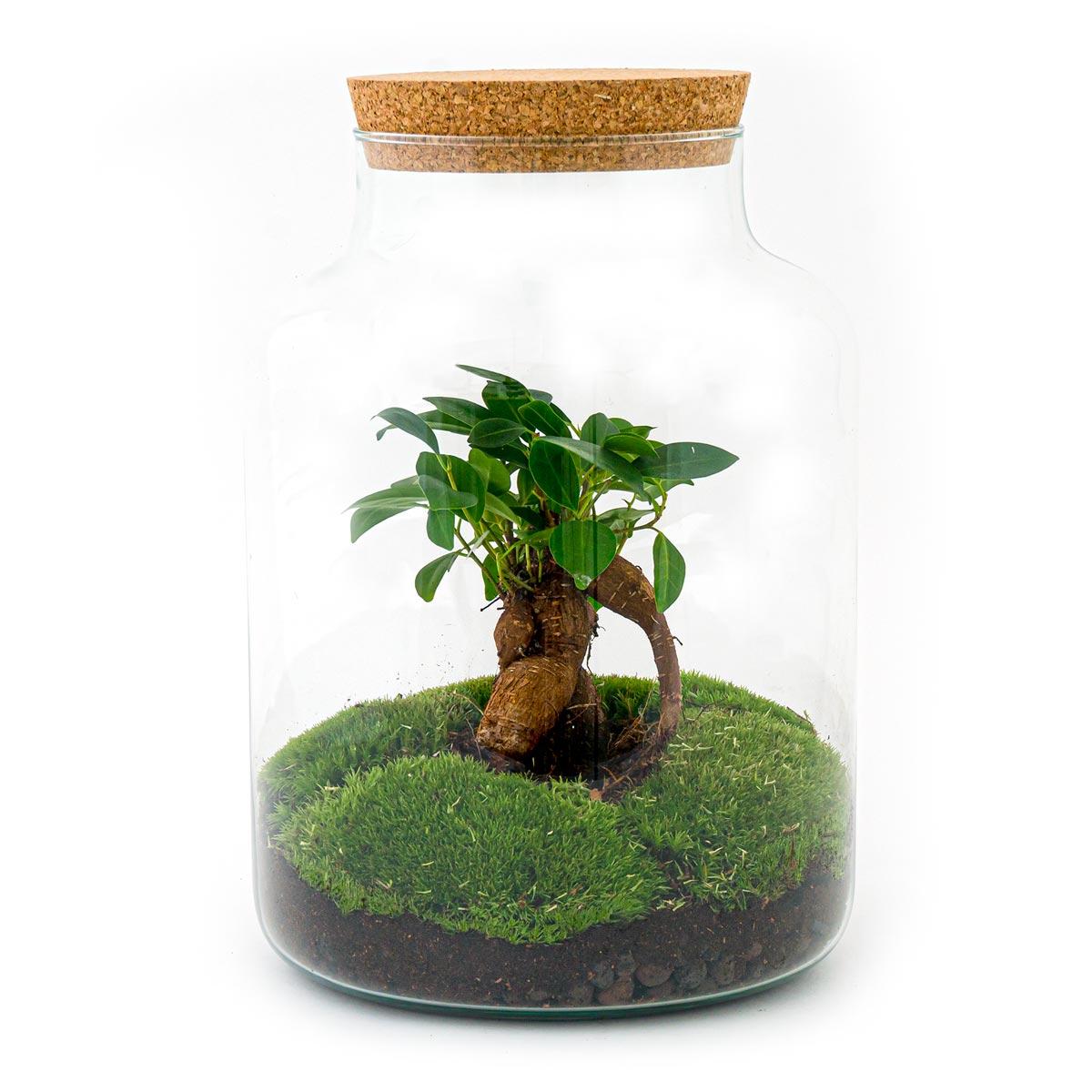 Flaschengarten - Milky mit Bonsai - ↕ 30 cm - Rake + Shovel + Tweezer + Scissors - Pflanzfix24.de - Pflanzfix24.de