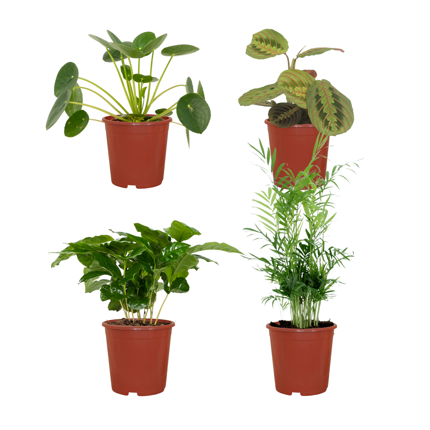 Tierfreundliche Pflanzkiste 4er-Set Ø12cm | Pflanzfix24.de - Pflanzfix24.de