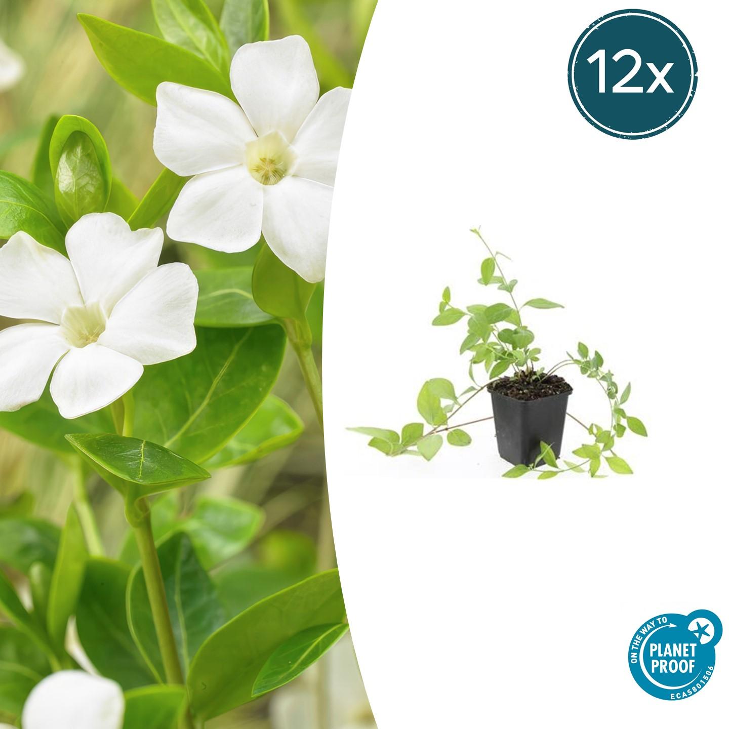 12x Vinca major 'Alba' - pflanzfix24