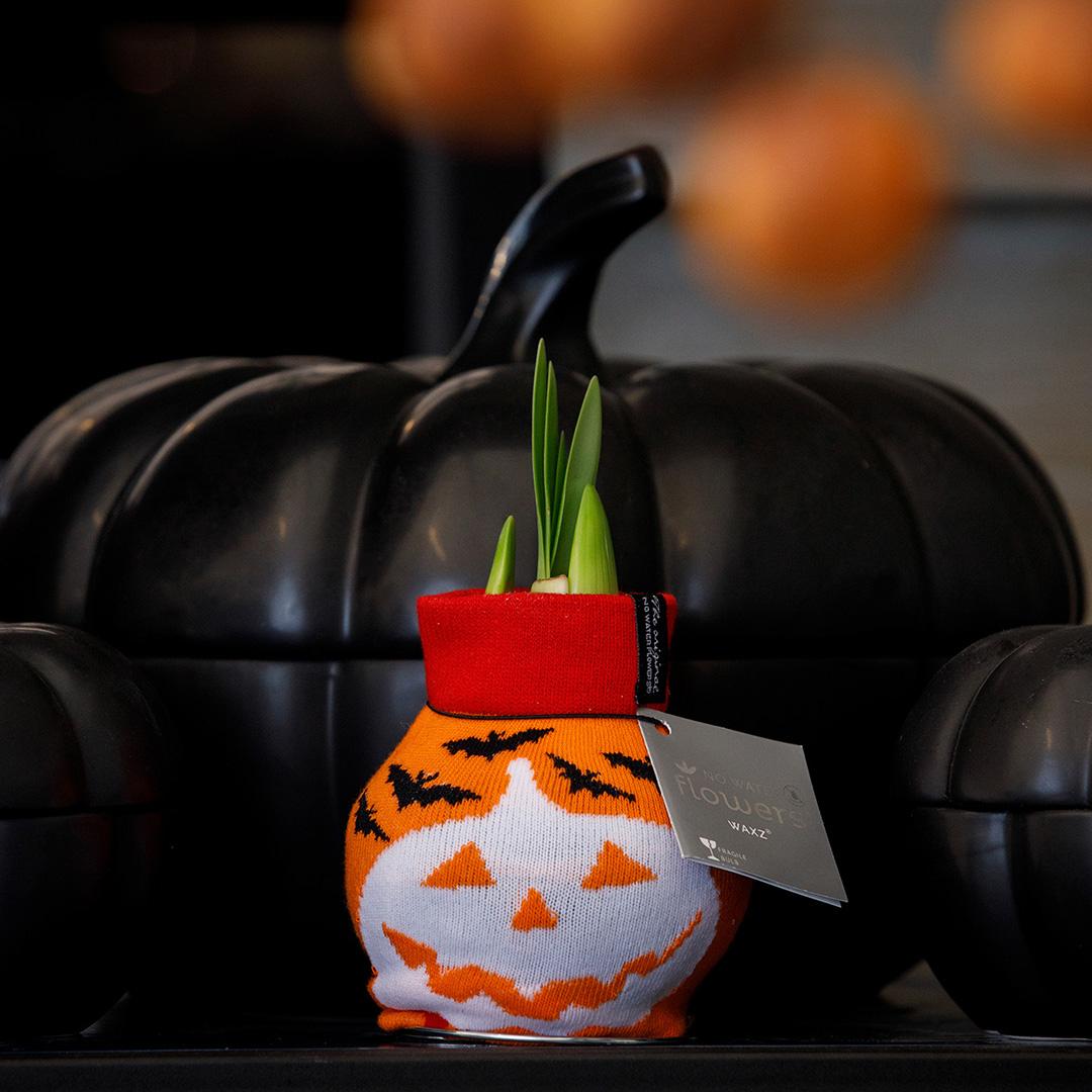 No Water Flowers® (wax amaryllis) | Fashionz Halloween - Orange + Red flower - Pflanzfix24