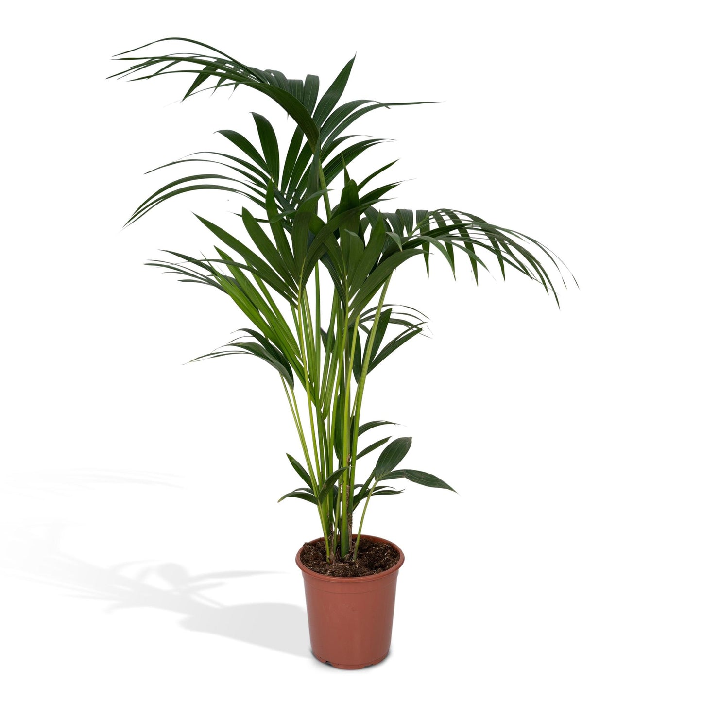 Kentia Howea-Palme - Ø21cm - ↕120cm - Ø18 - ↨100cm - Pflanzfix24
