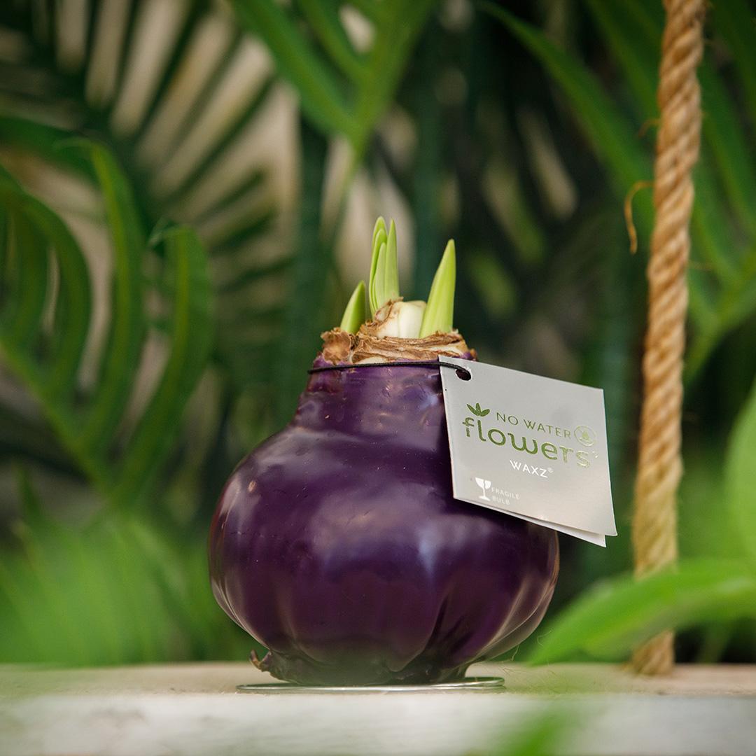 No Water Flowers® (wax amaryllis) | Waxz® Colours - Purple + Red flower - Pflanzfix24