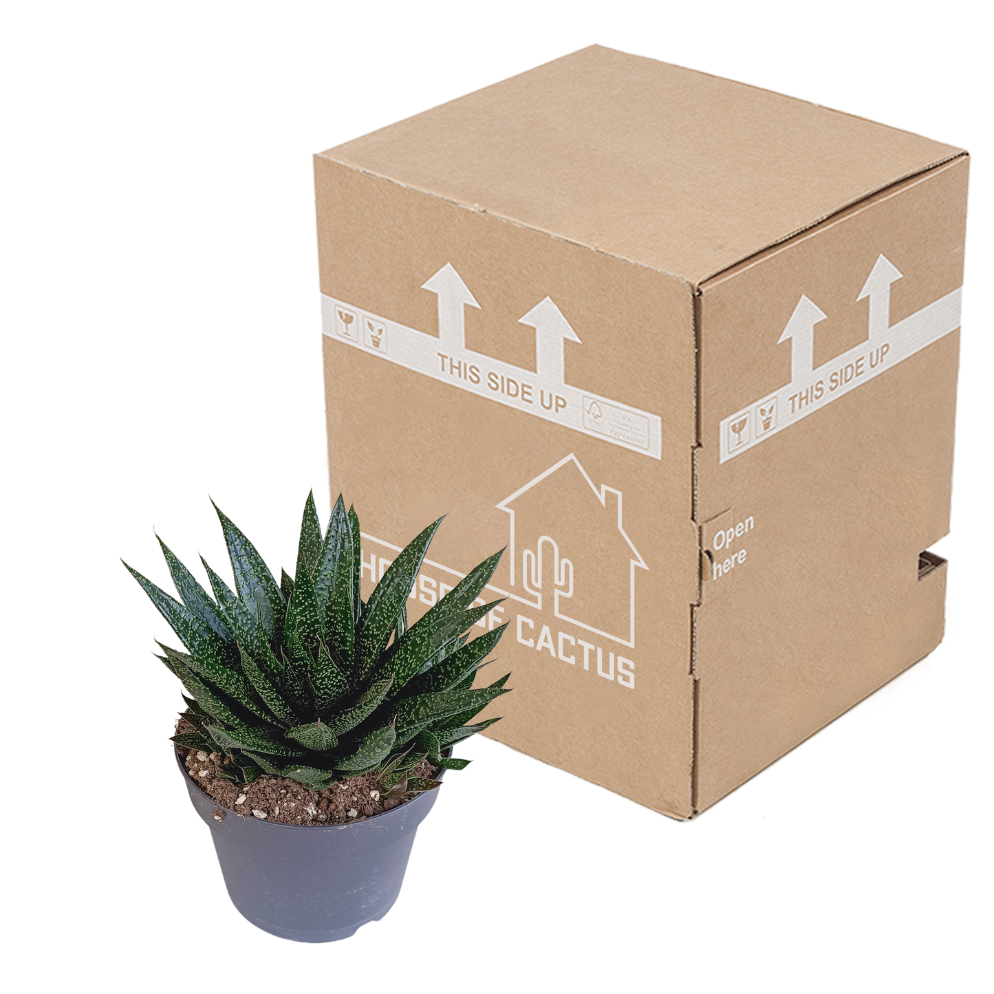 Gasteria 'd Due 17cm - Pflanzfix24.de - Pflanzfix24.de