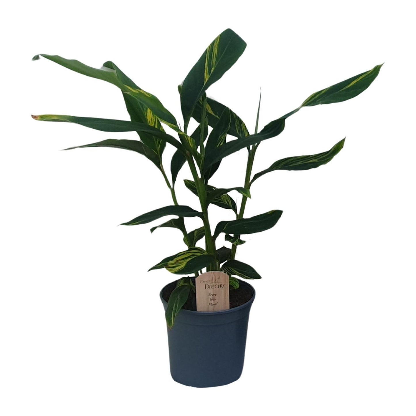 Alpinia Zerumbet - Tropische Zimmerpflanze von Pflanzfix24