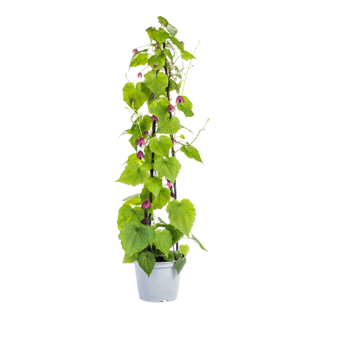4er Mix Kletterpflanzen: Rhodochiton, Cobea, Lathyrus & Ipomoea - Pflanzfix24